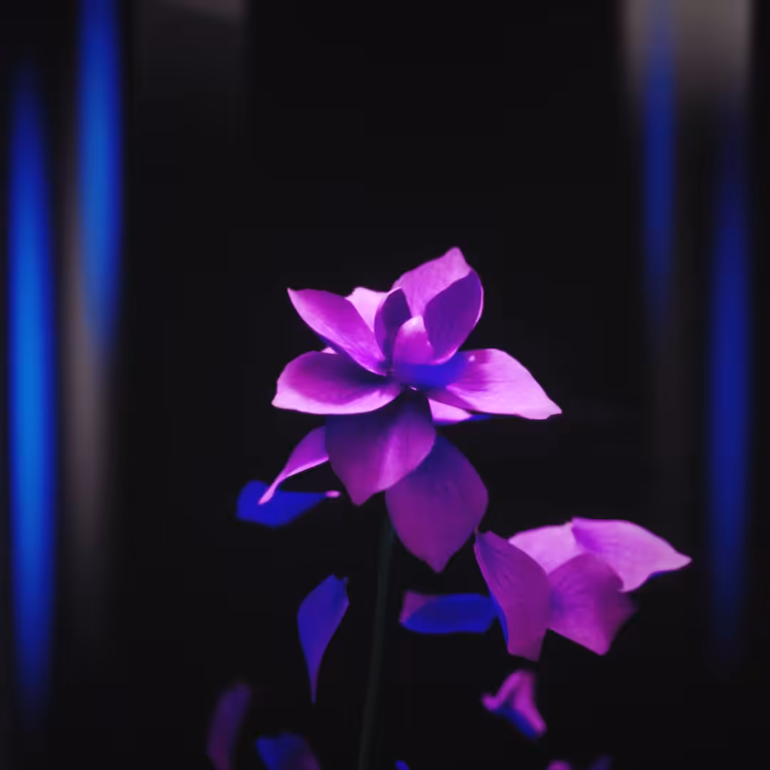 BLOSSOM #2