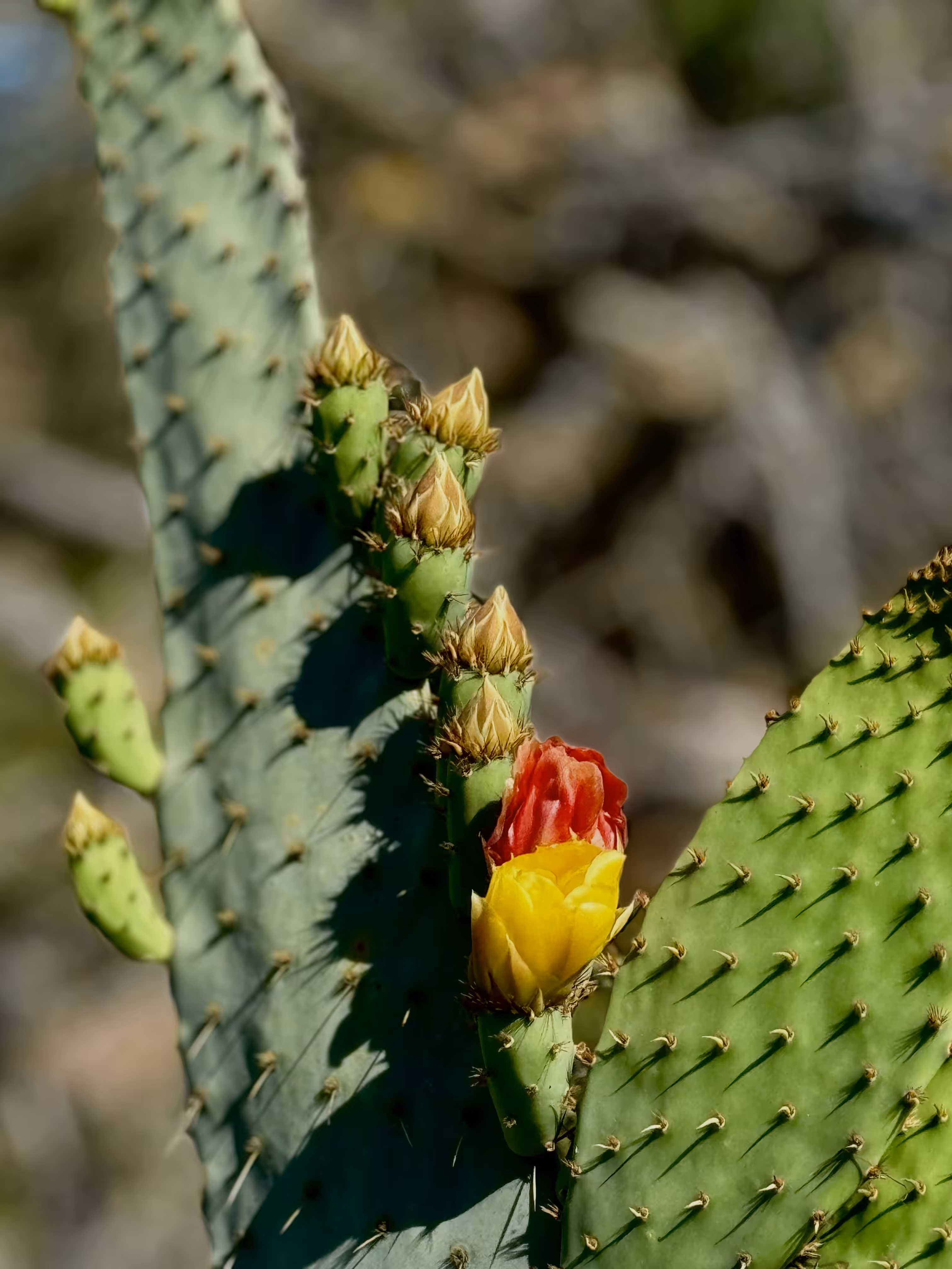 Cactus Blooms 2