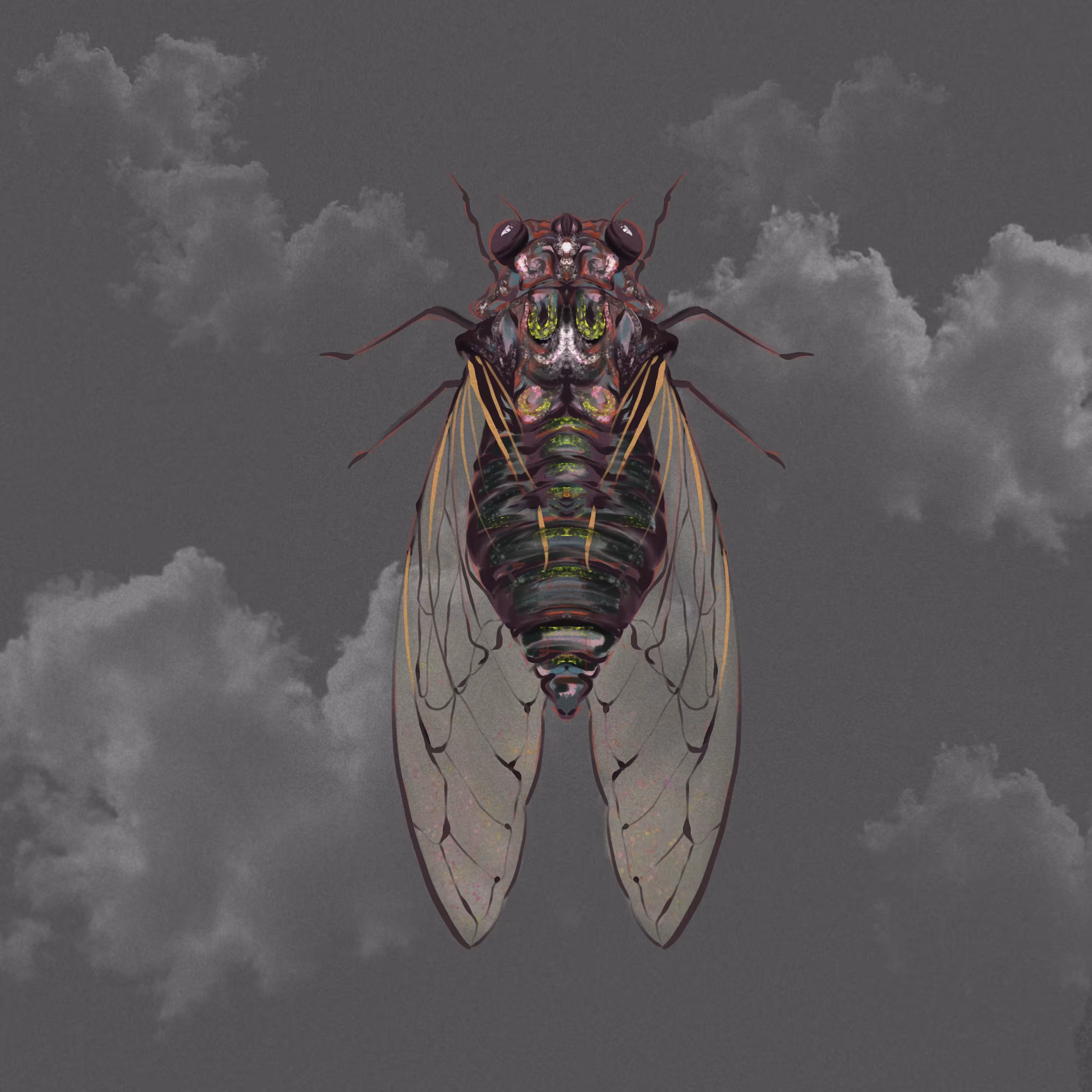 Cicada