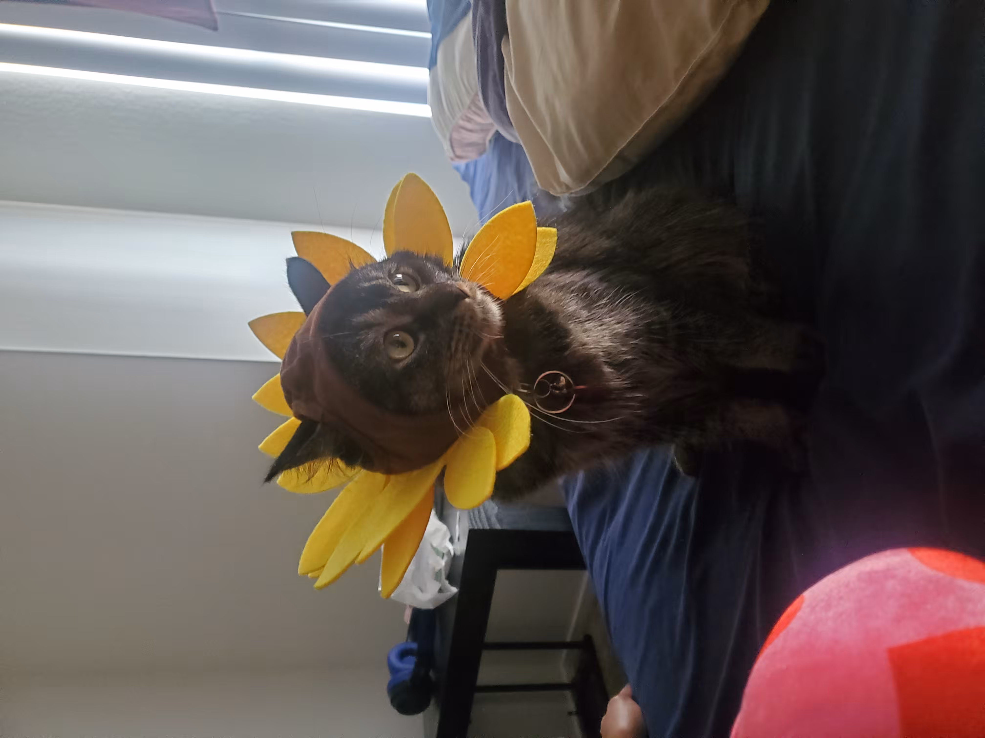Peppa 3/3 (Sunflower)