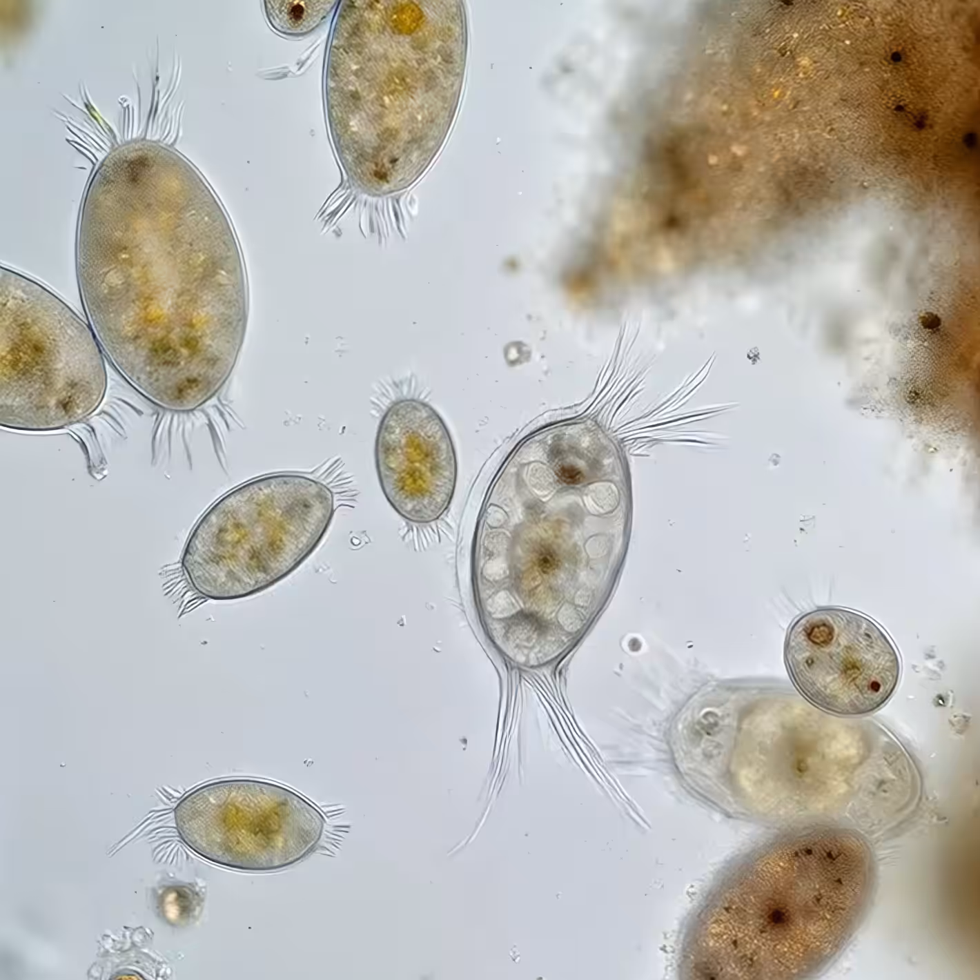 microbial IV