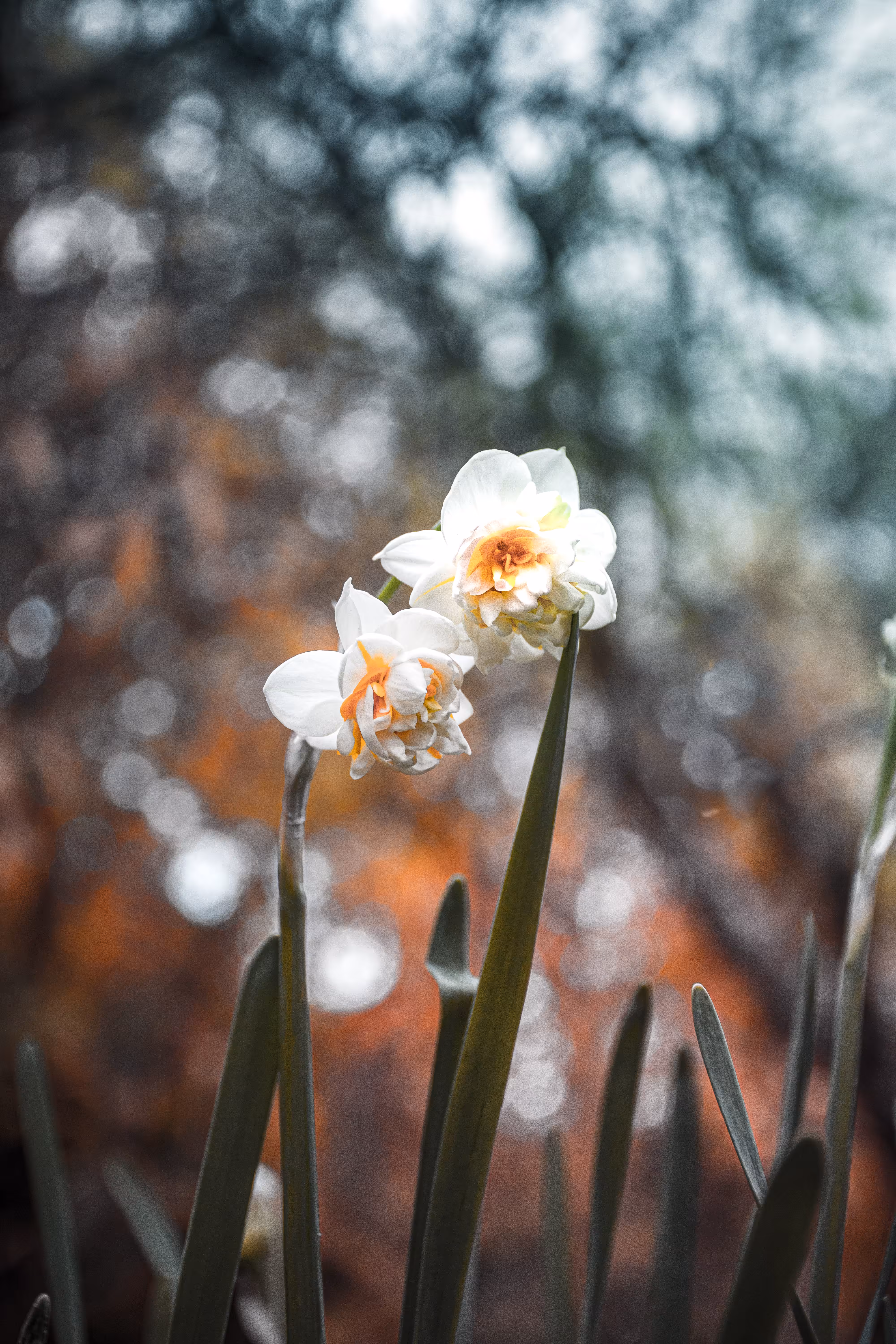 Double Daffodils ln Love