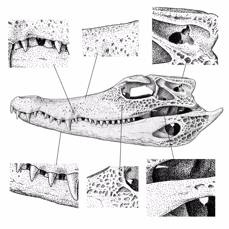 Paleosuchus trigonatus (skull) #4