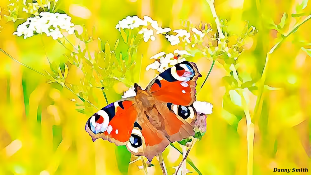 Butterfly One Summer Day