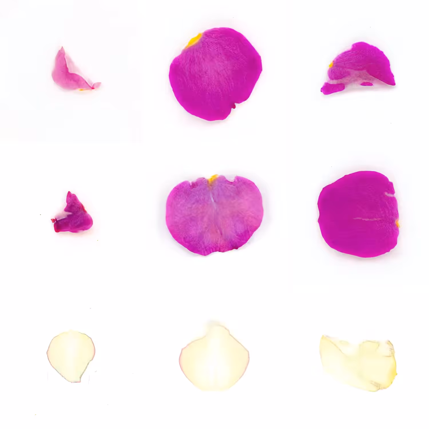 Infinite Petals 3x3#3687