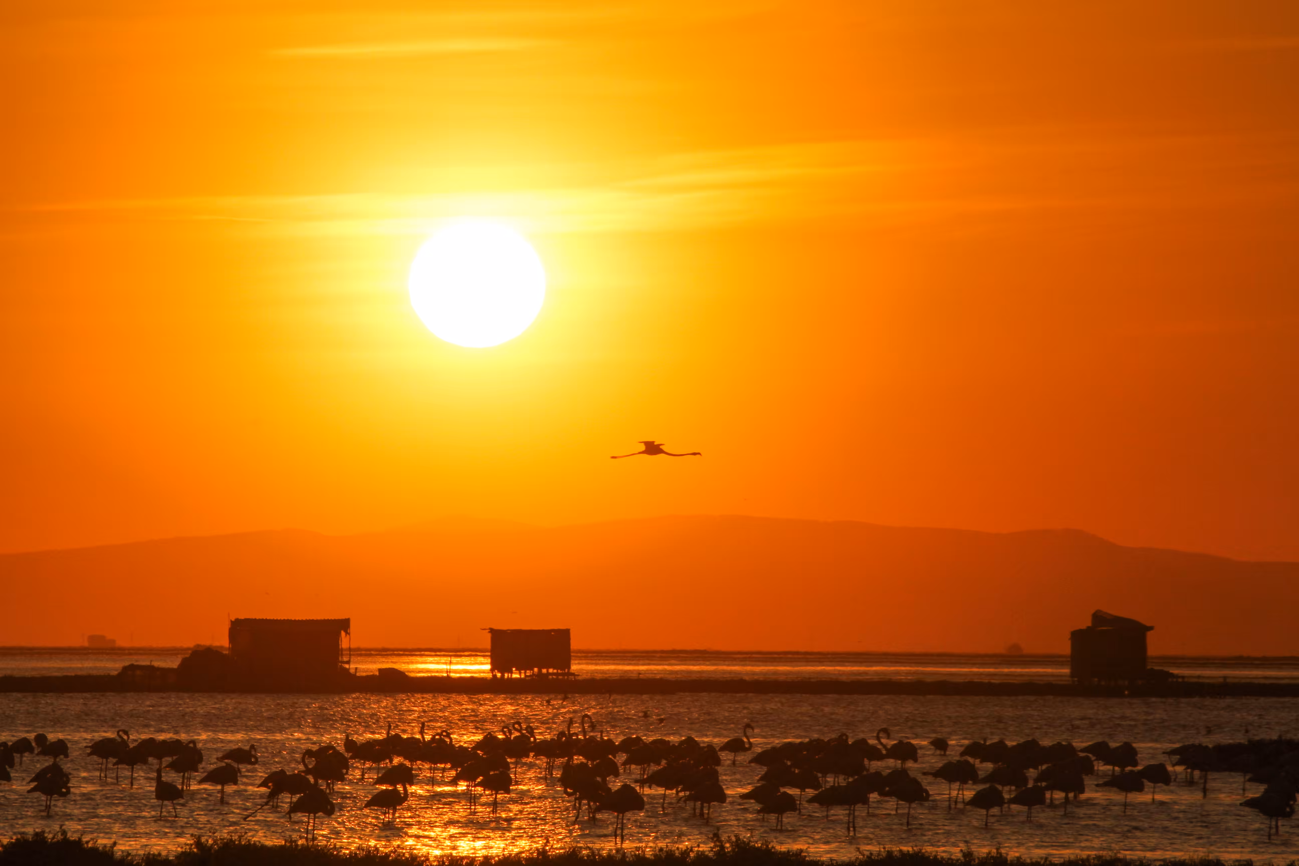 Golden Flight at Dusk