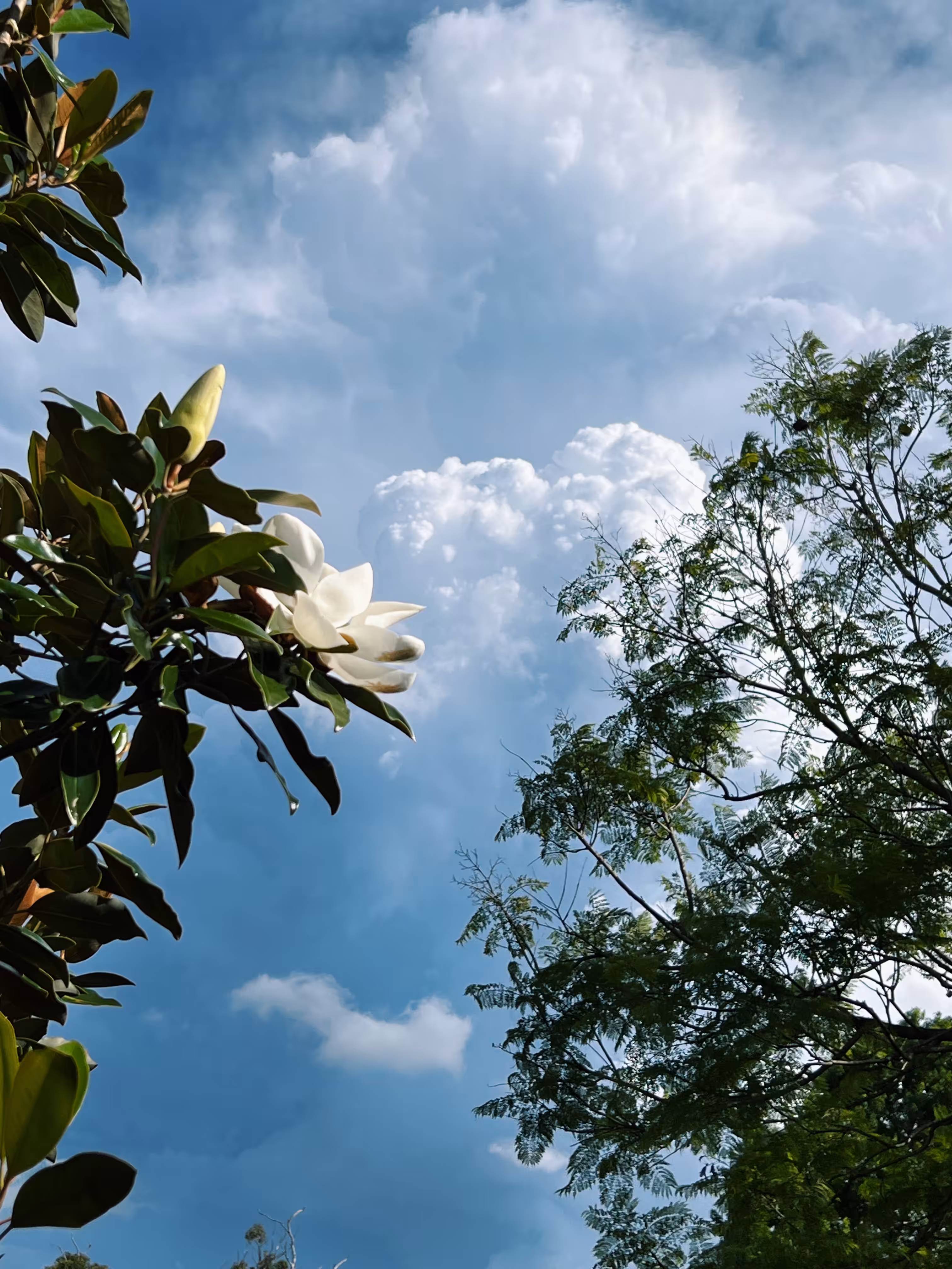 magnolia before the storm