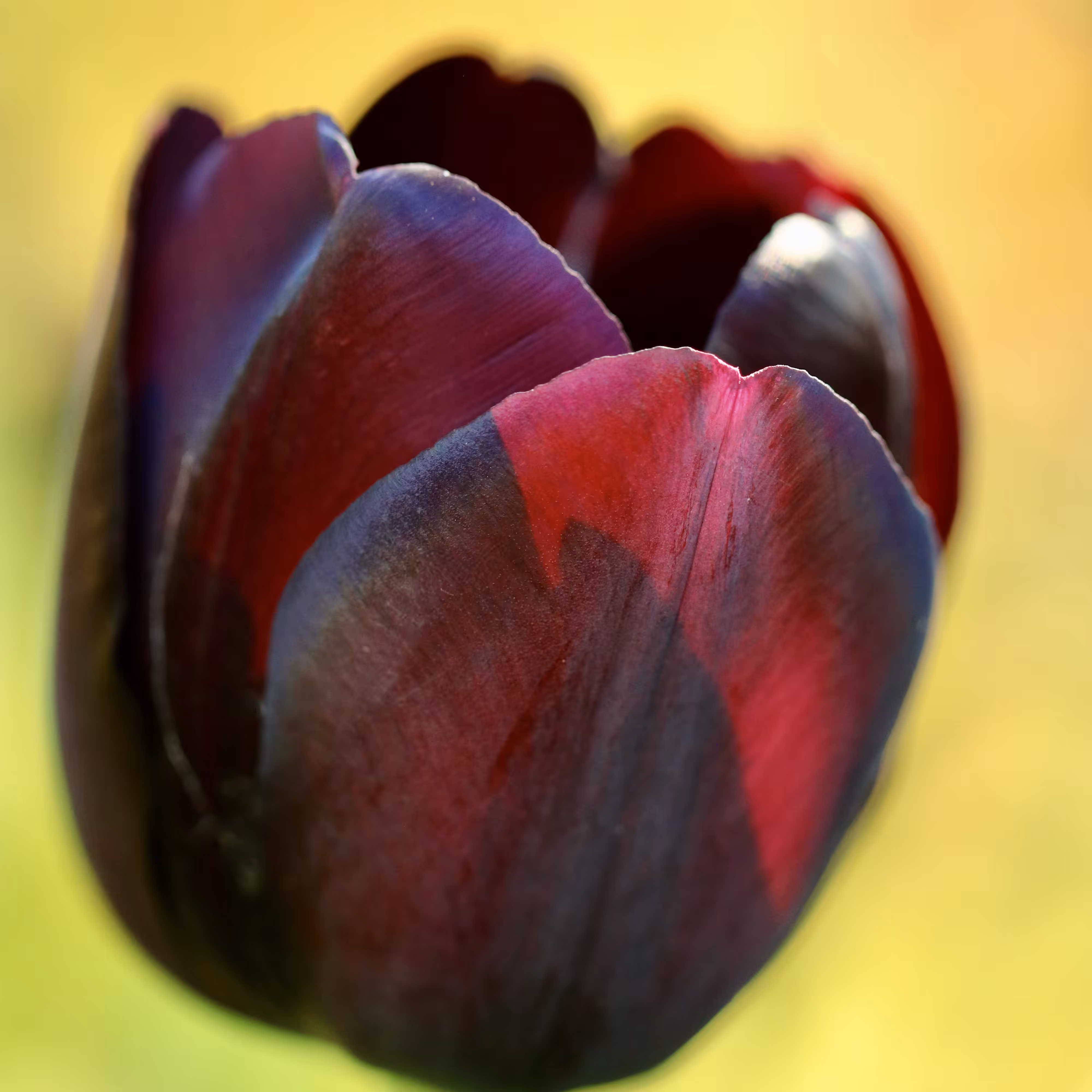 Pure Tulip