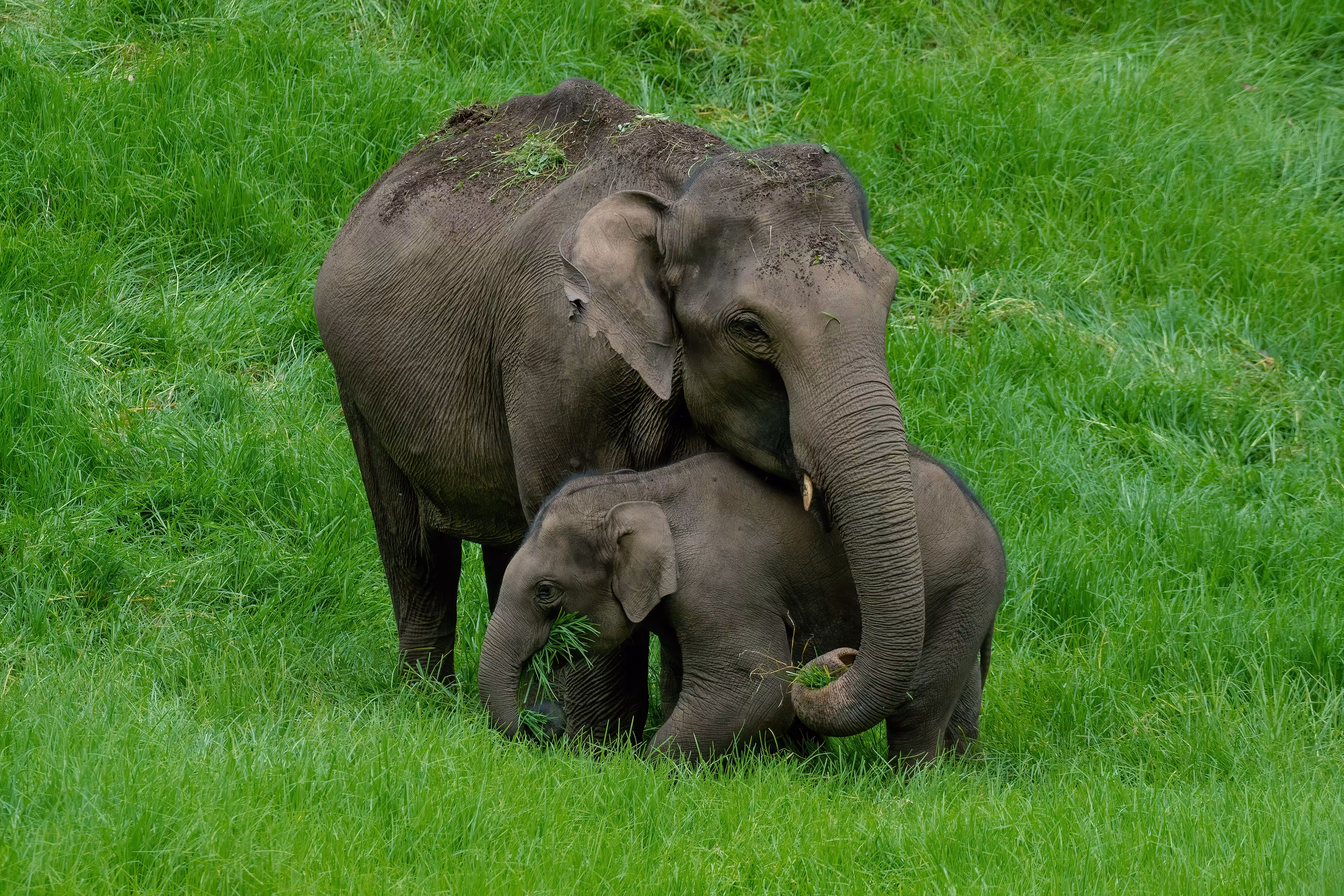Care of a Mother