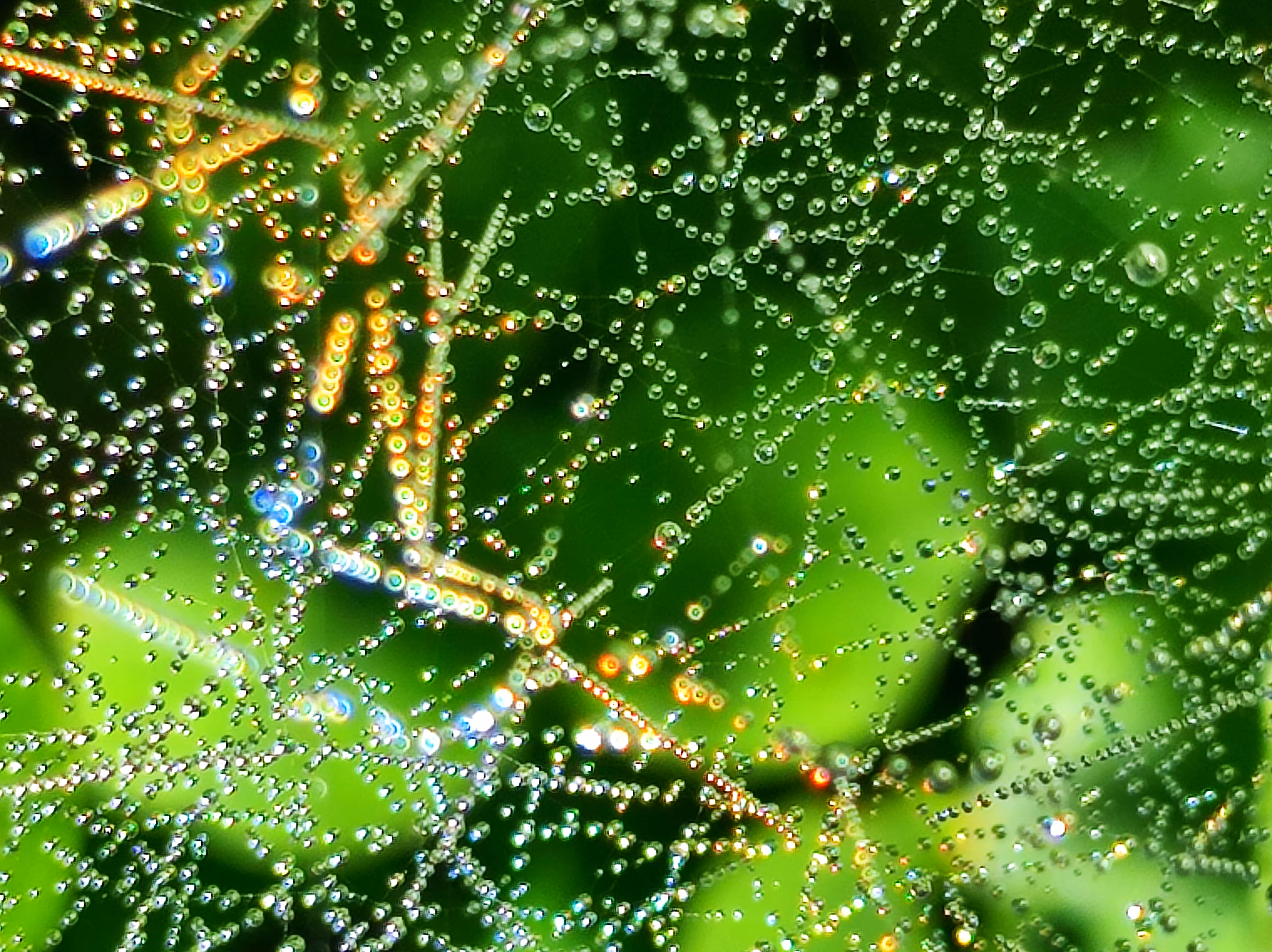 Dewlit Symphony