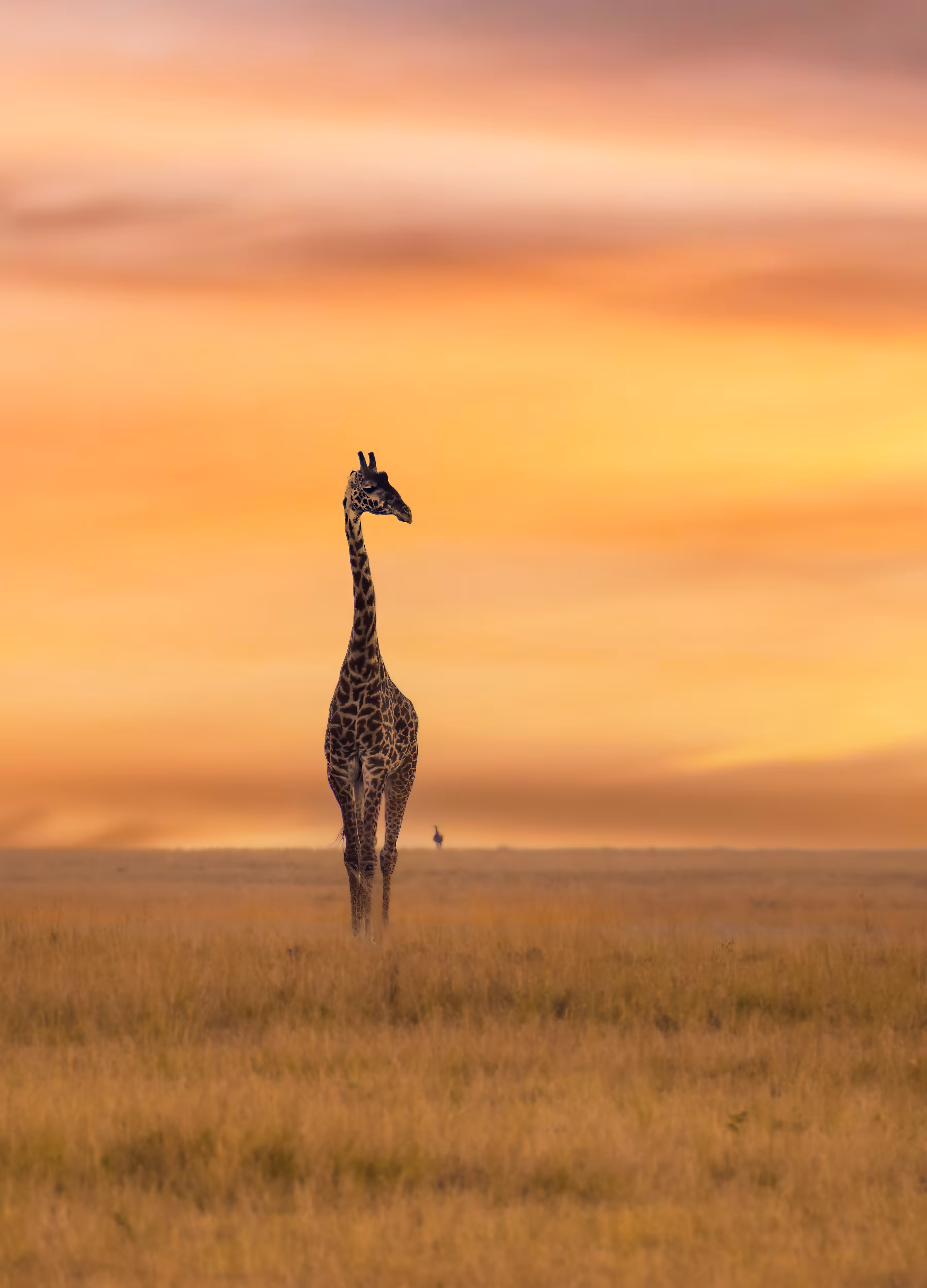 The TALL one