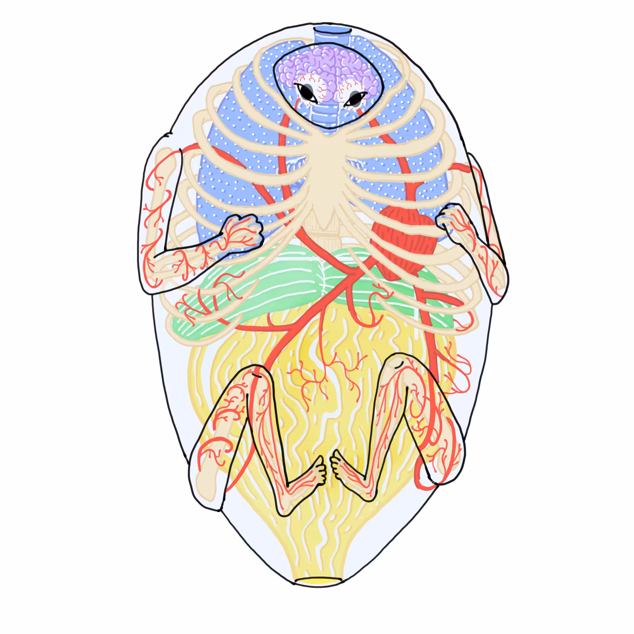 Seed Embryo