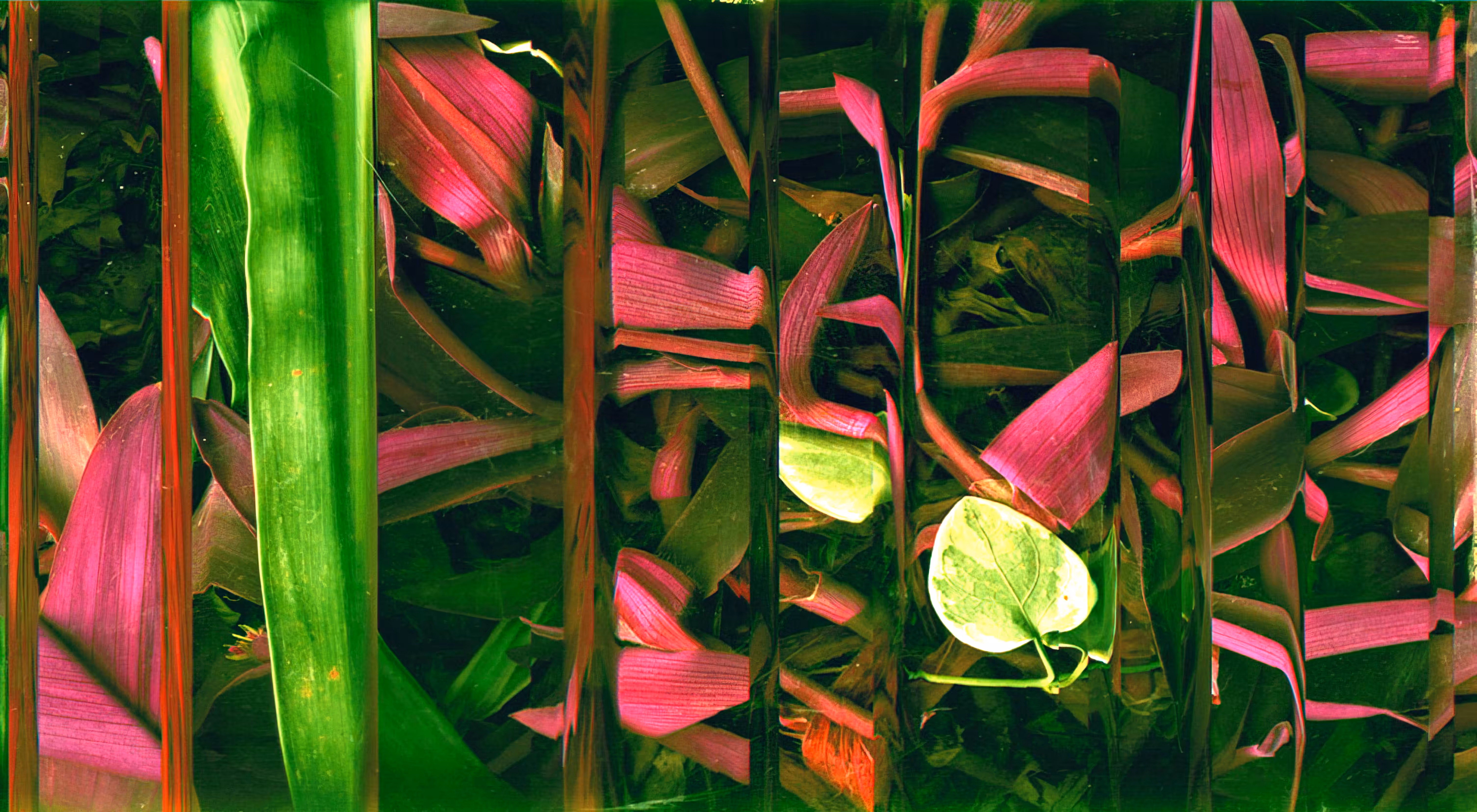 Garden in Autumn