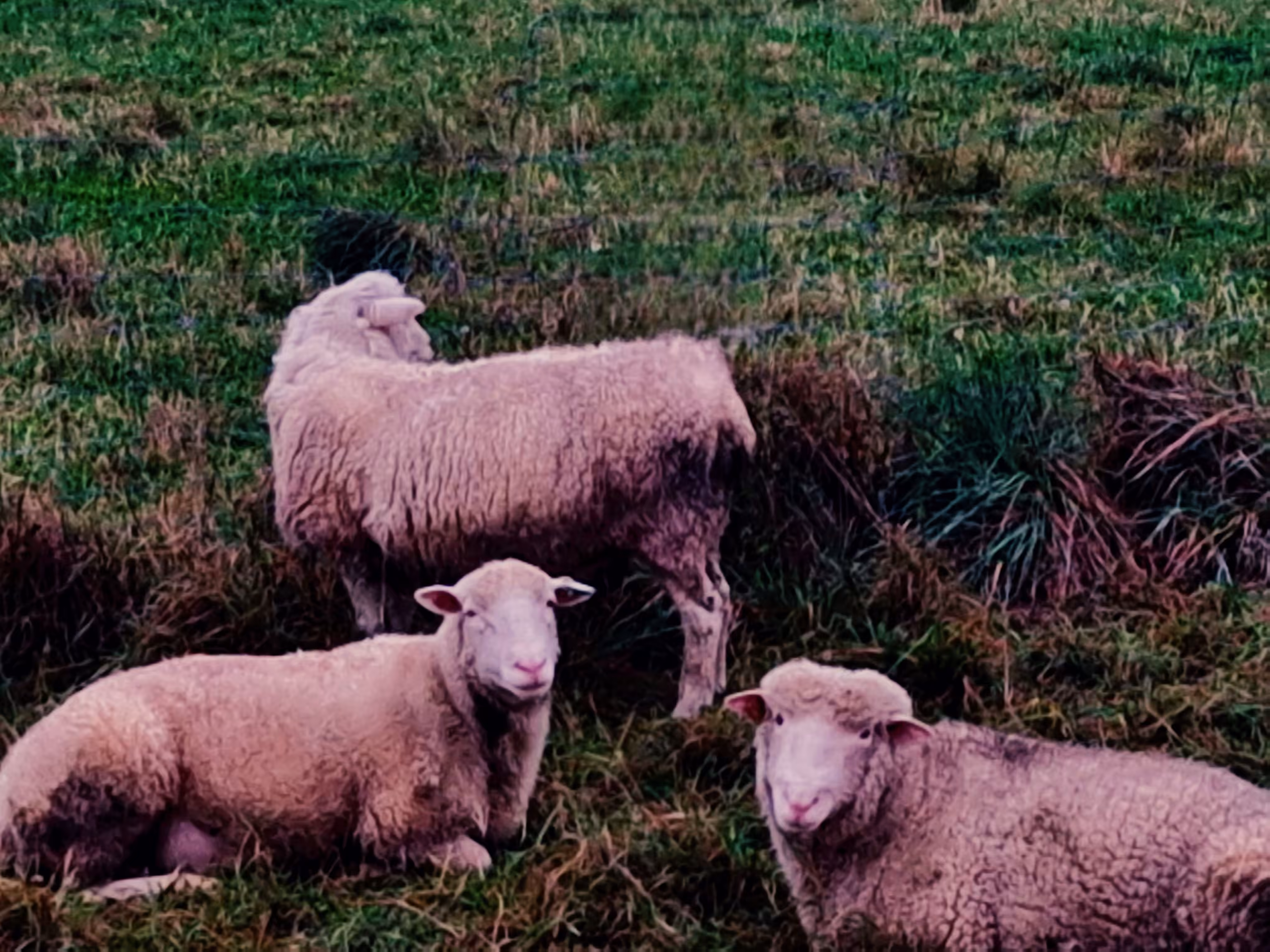 VT Sheep