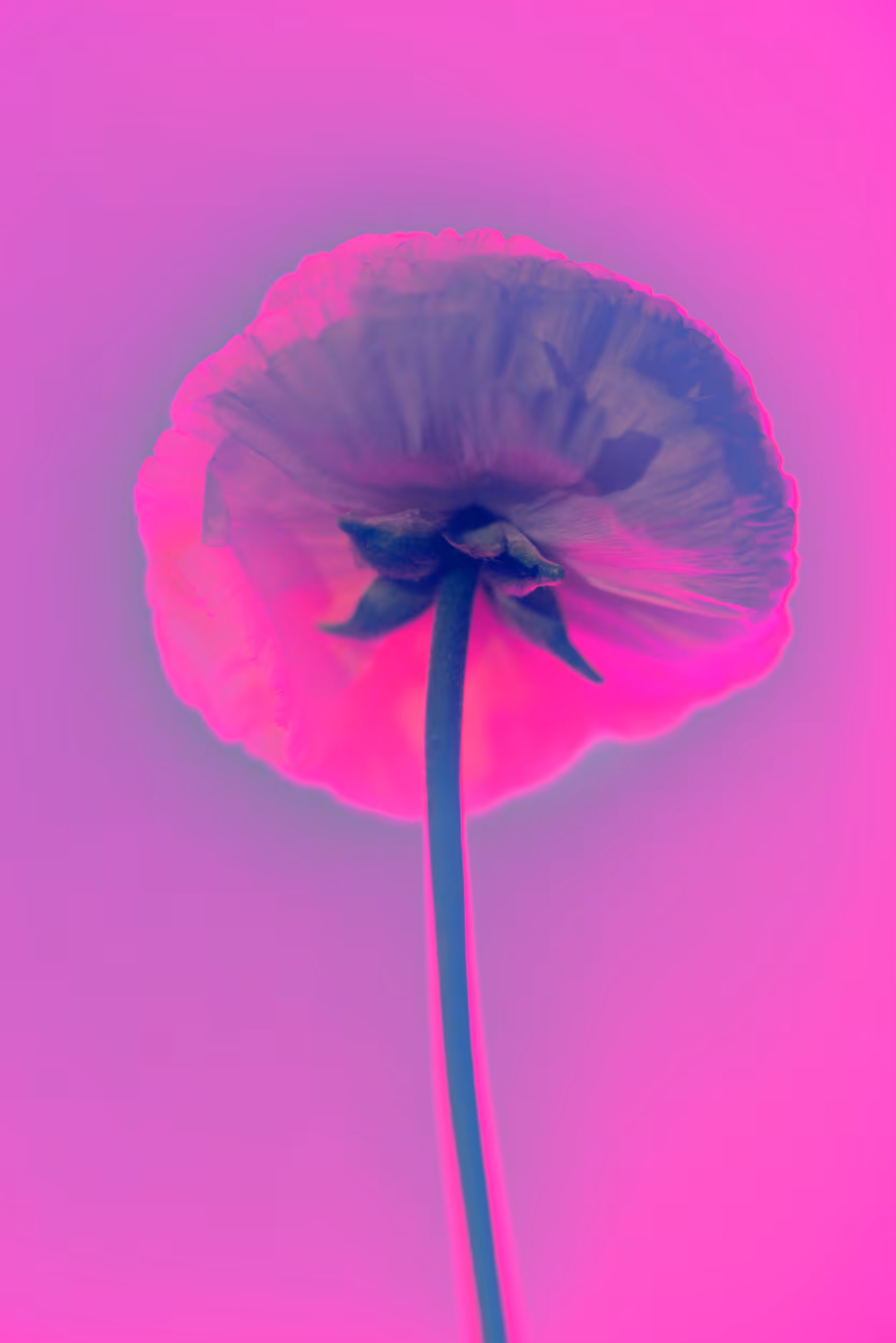 FLBS_001