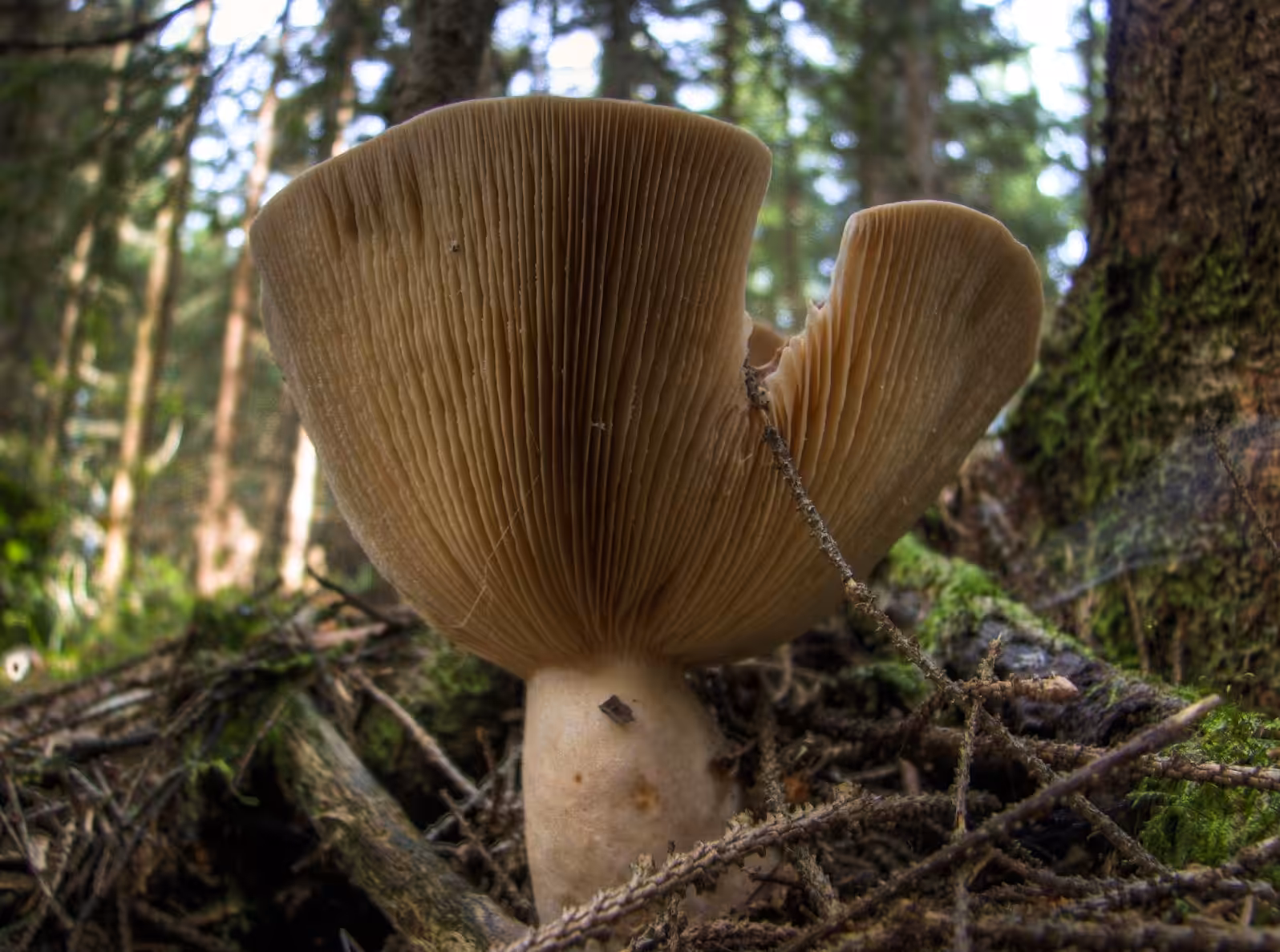 hdr mushroom 2