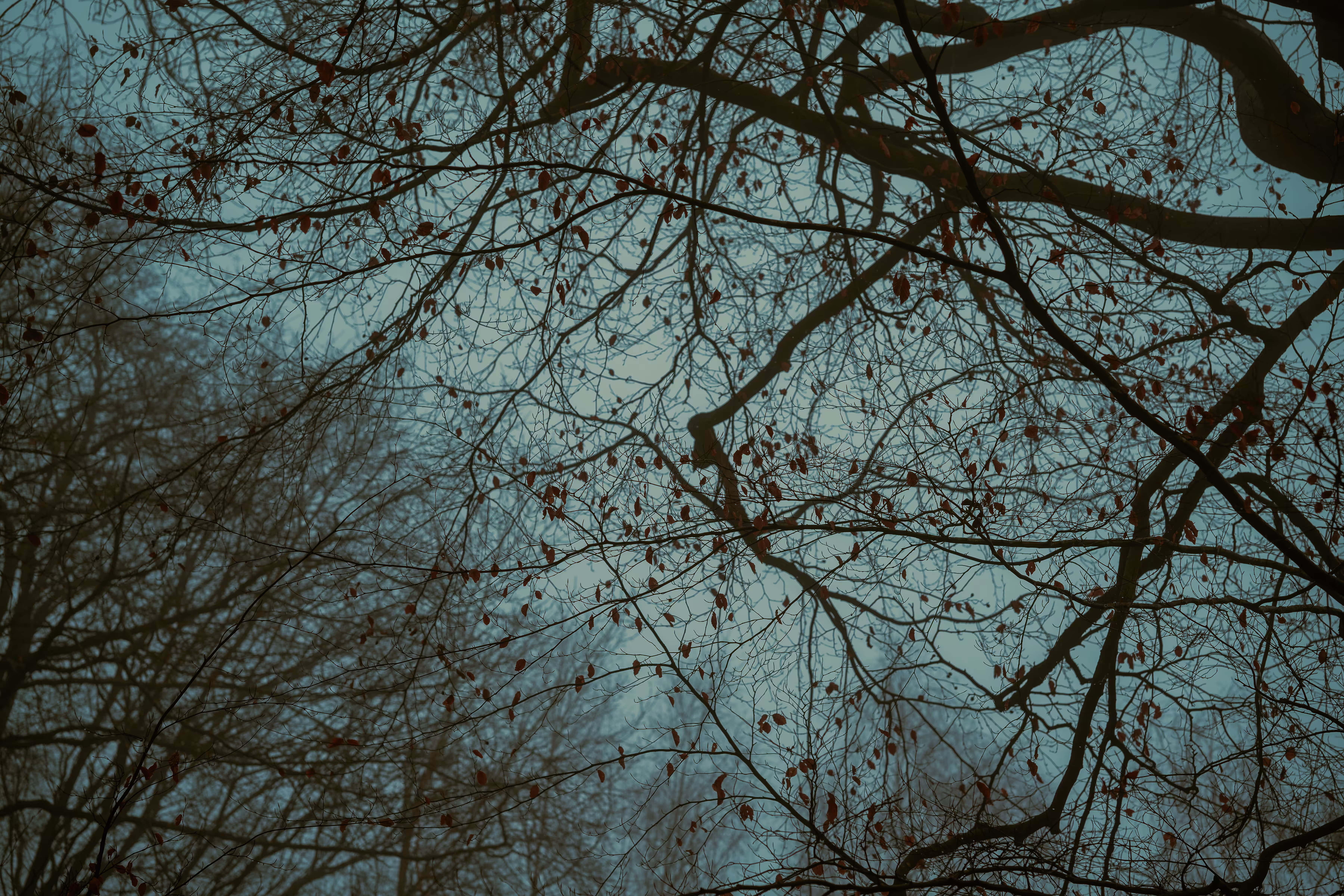 Tree details