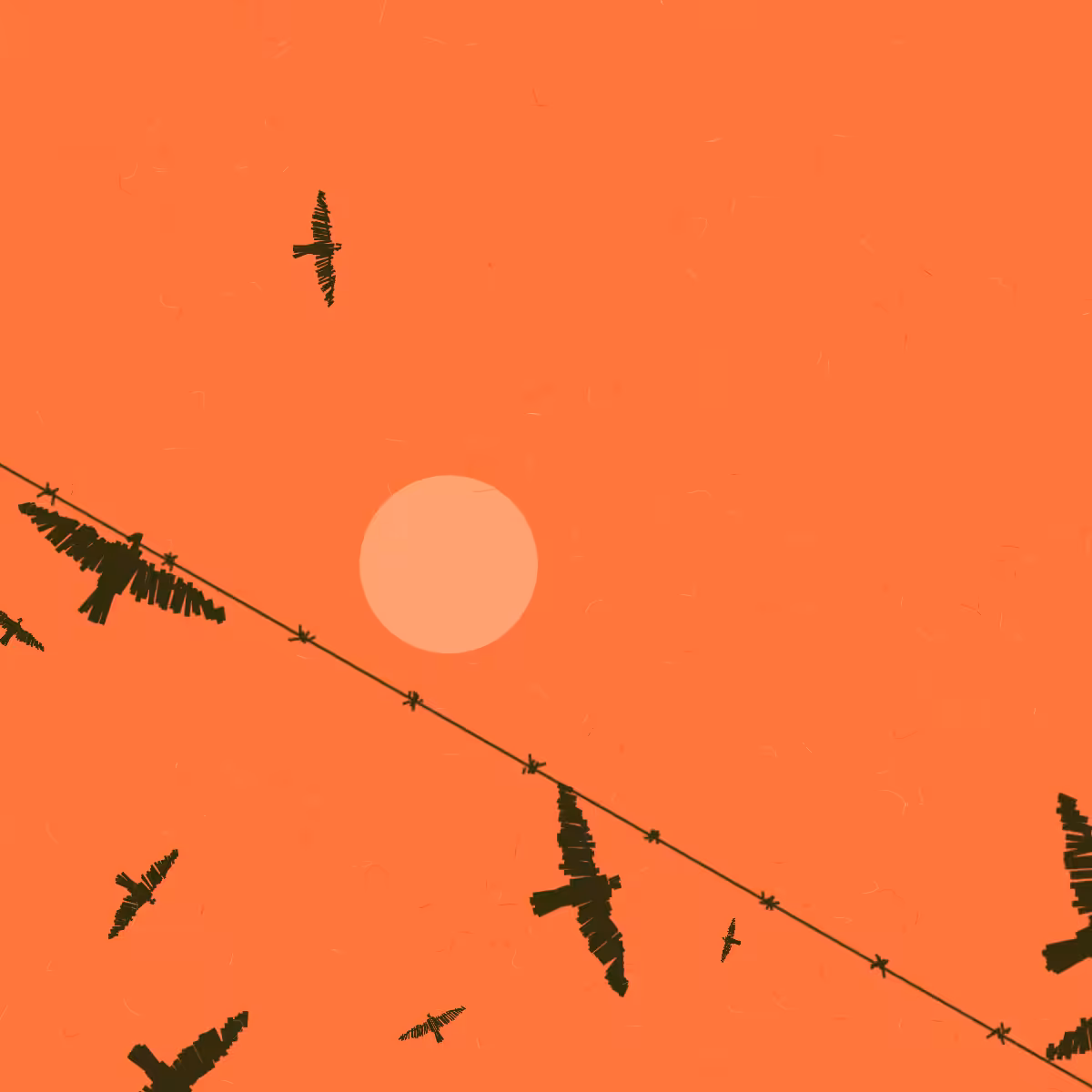 Freedom #8