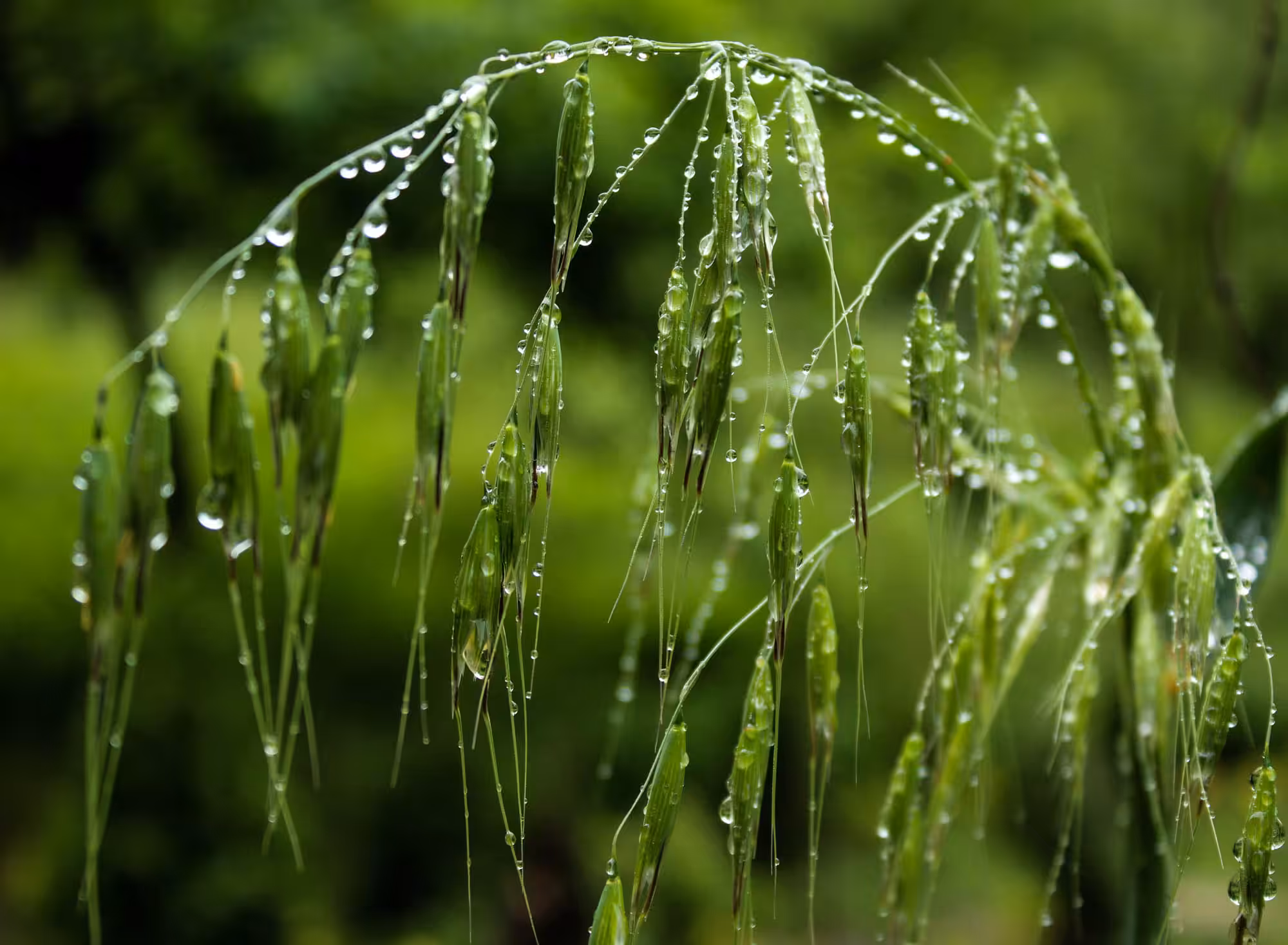 Ocena in a Drop