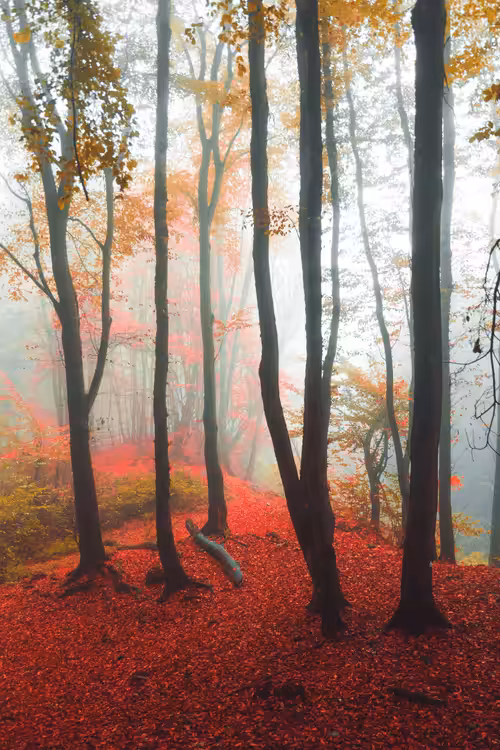 Forbidden #2-Autumnal Lines