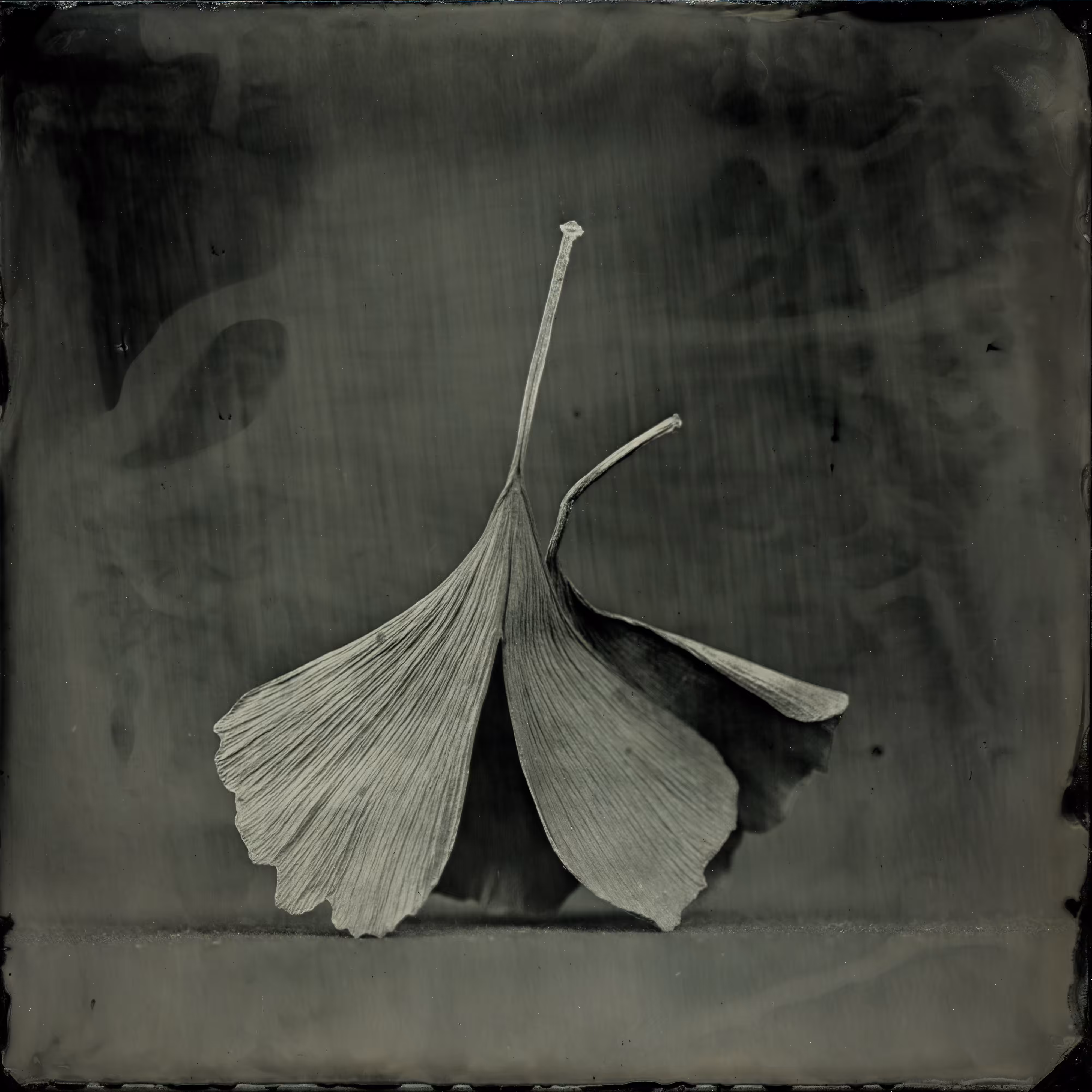 ginko leaves, one of them shy