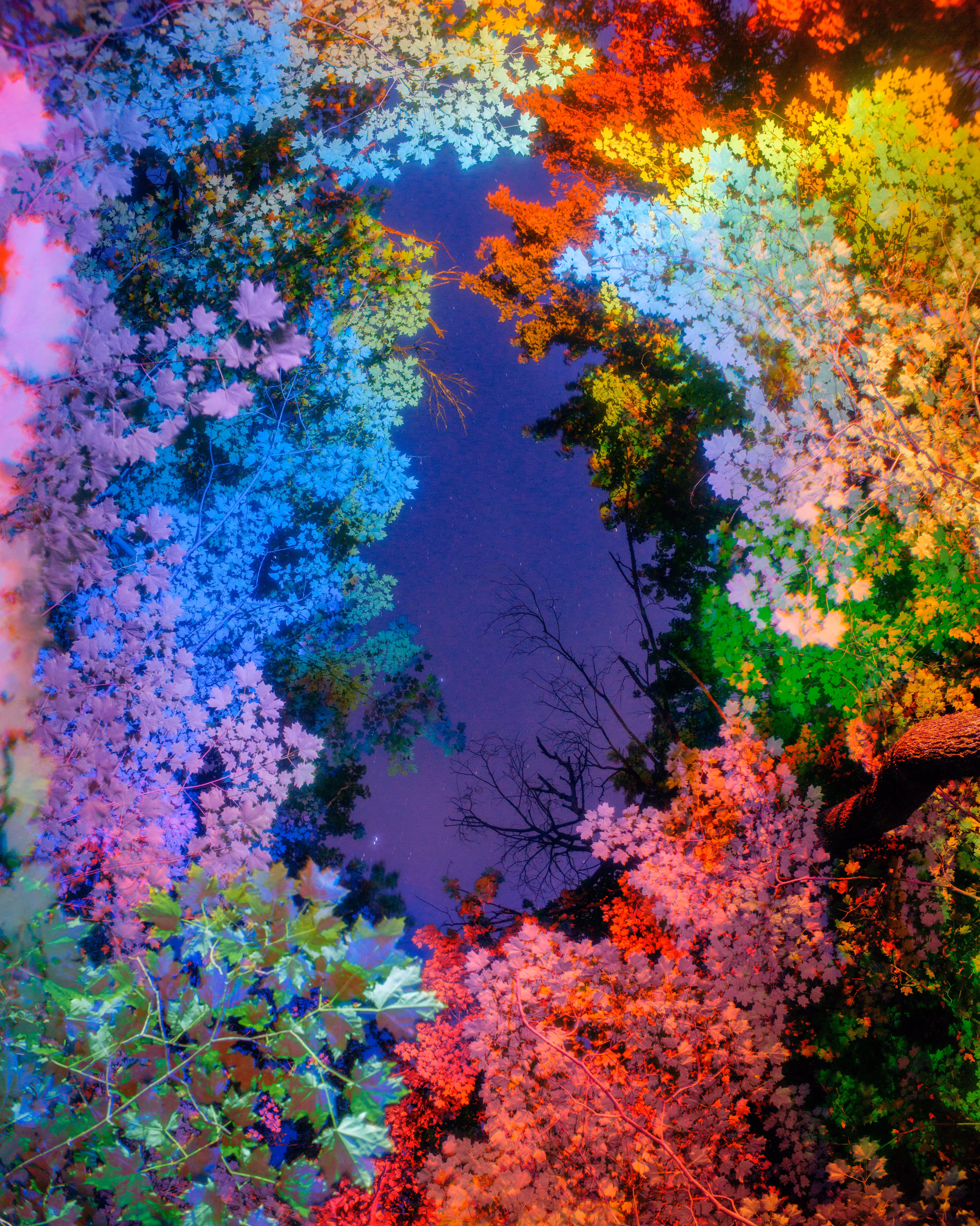 Canopy #1