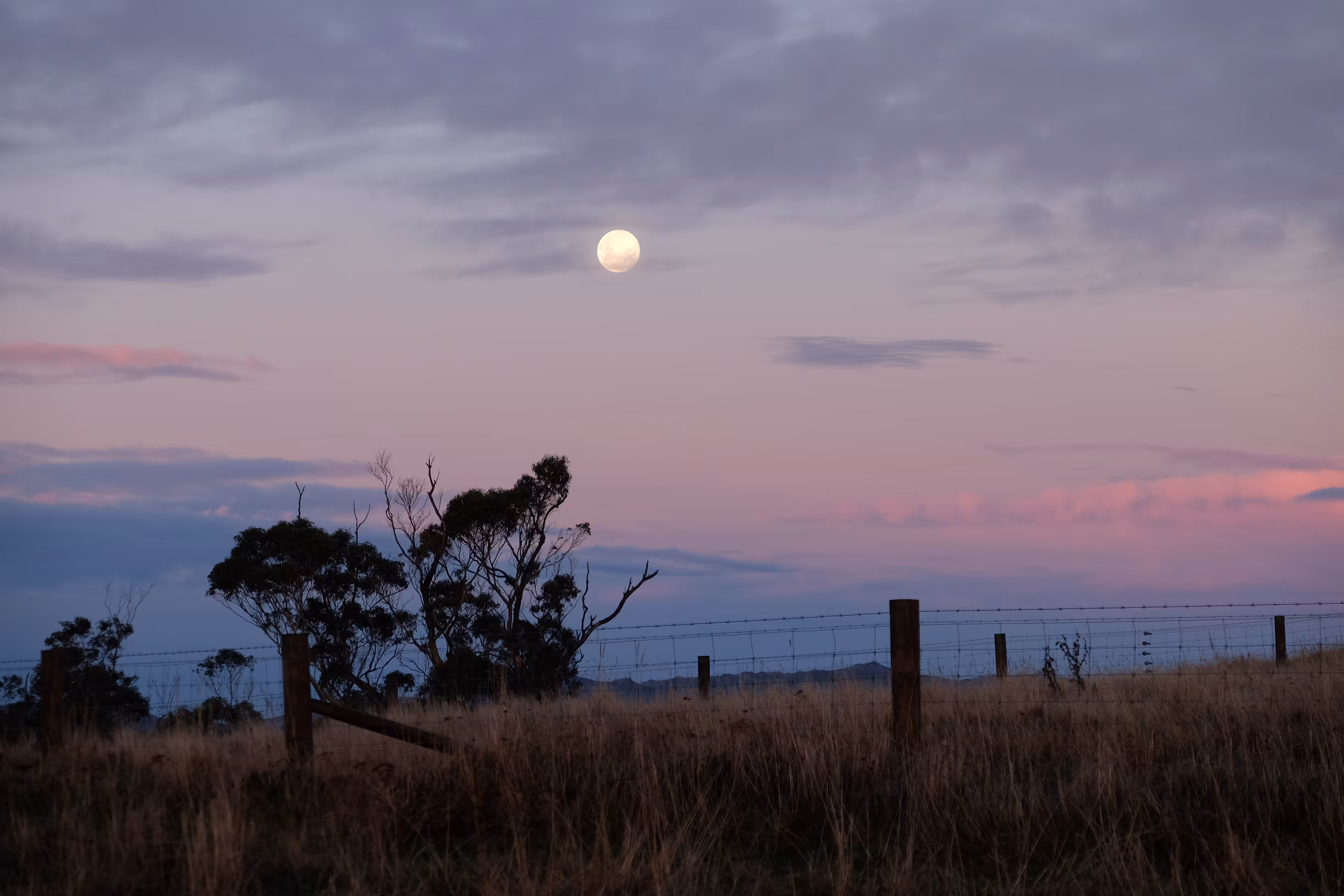 Purple Moonrise