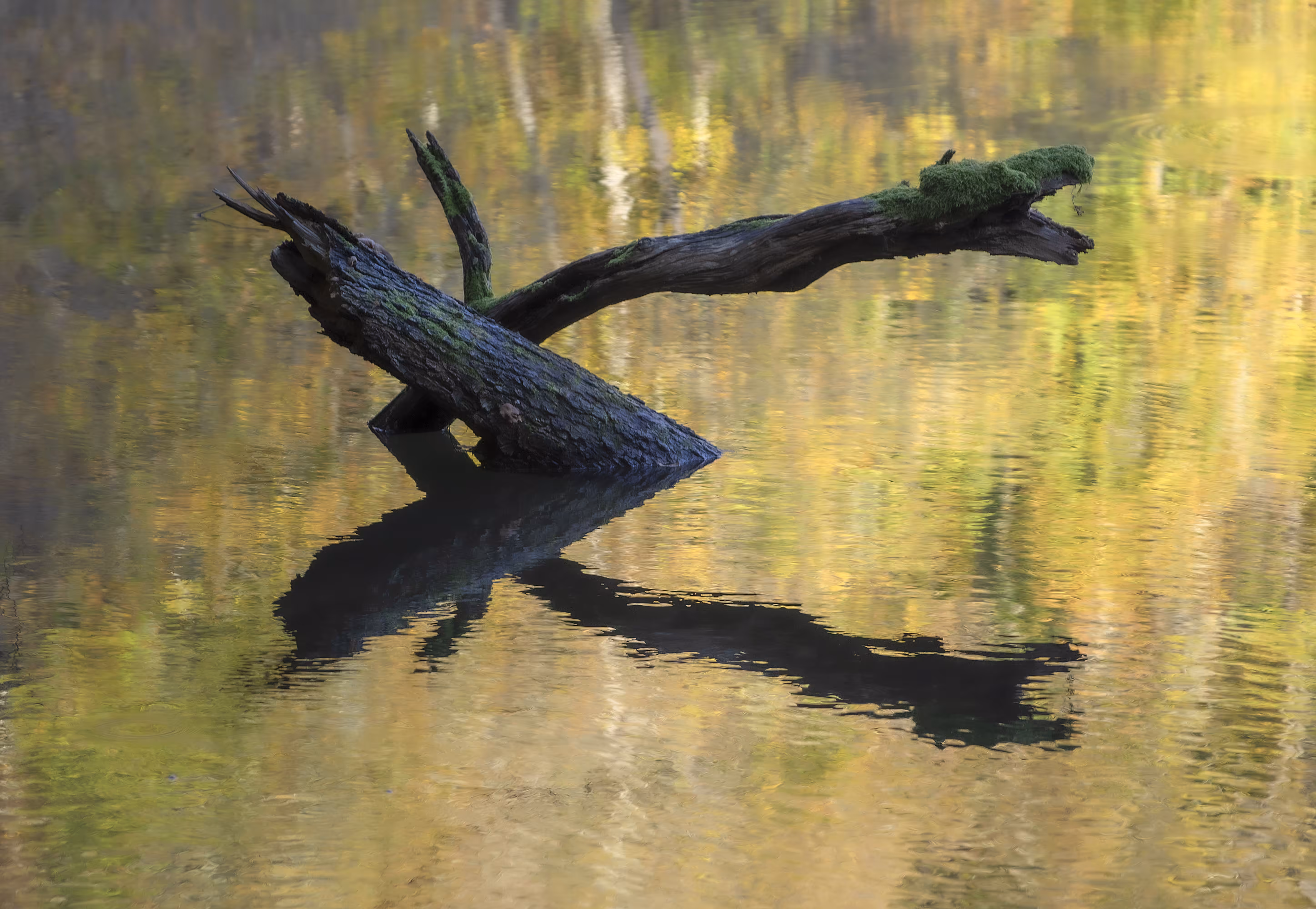 Fallen Branch