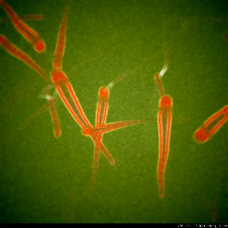 WORMS / Flocking Tribes #85