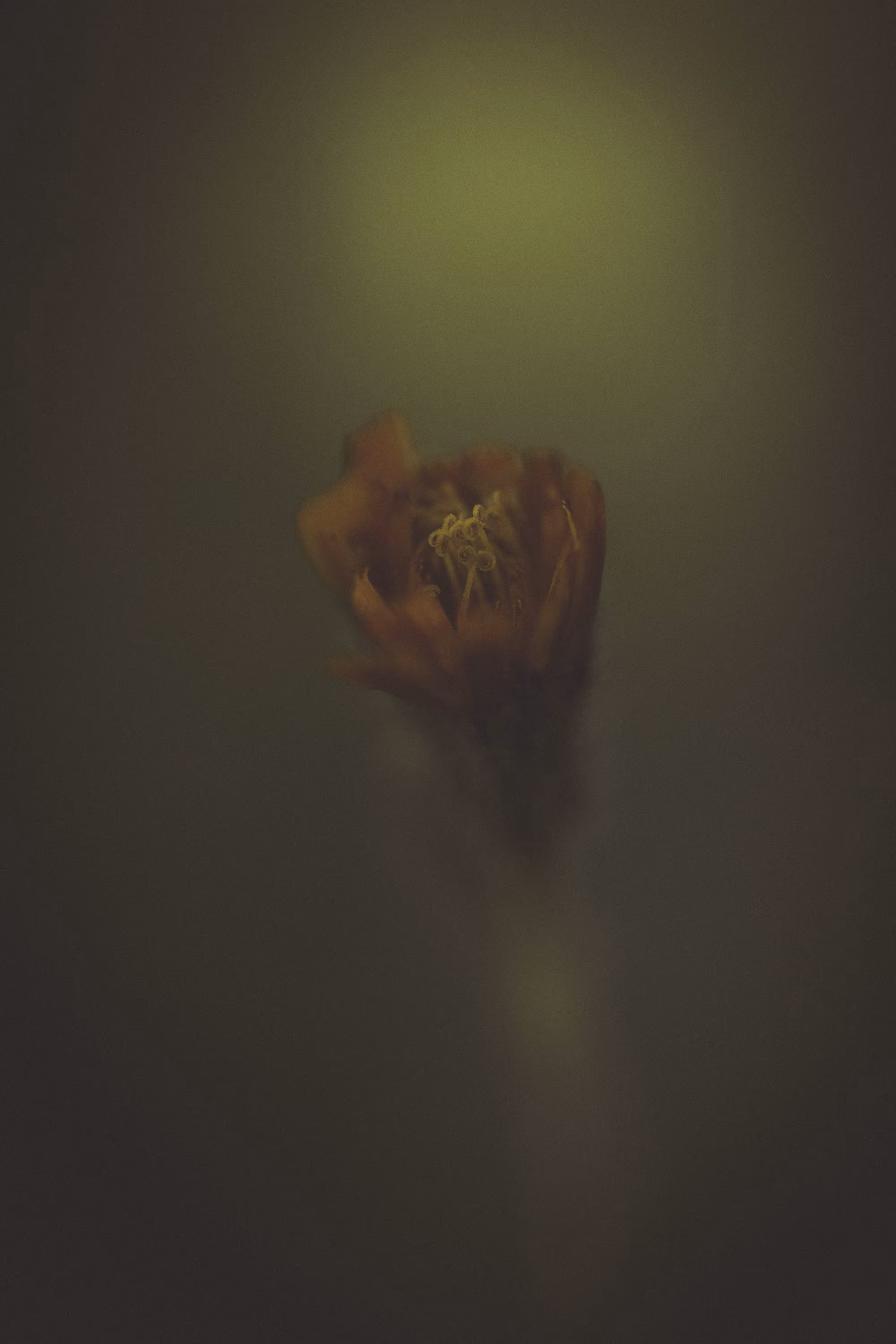 The Emerging Soul