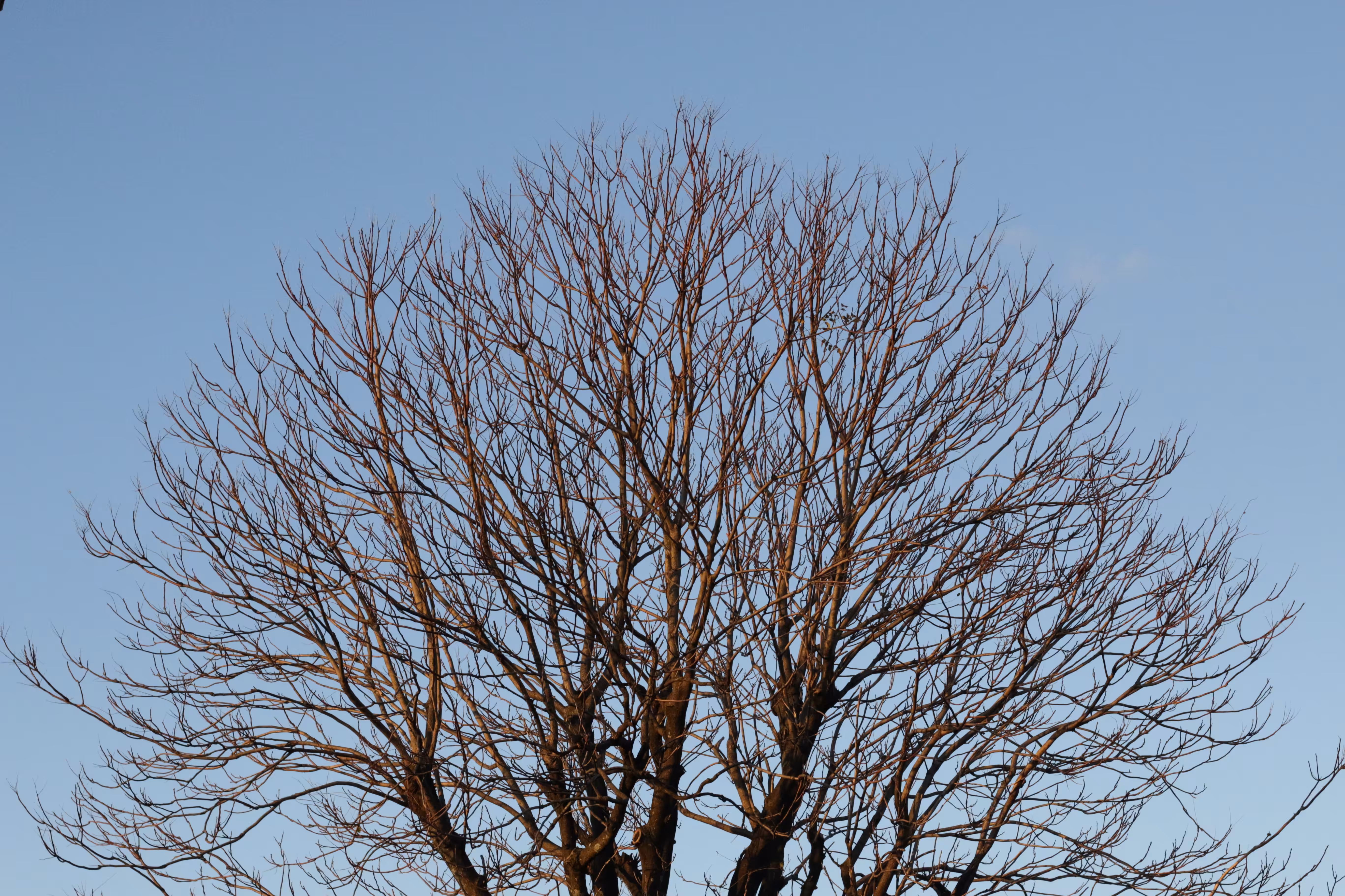 EP.2 A Big Tree In Front of My Apartment-03112015