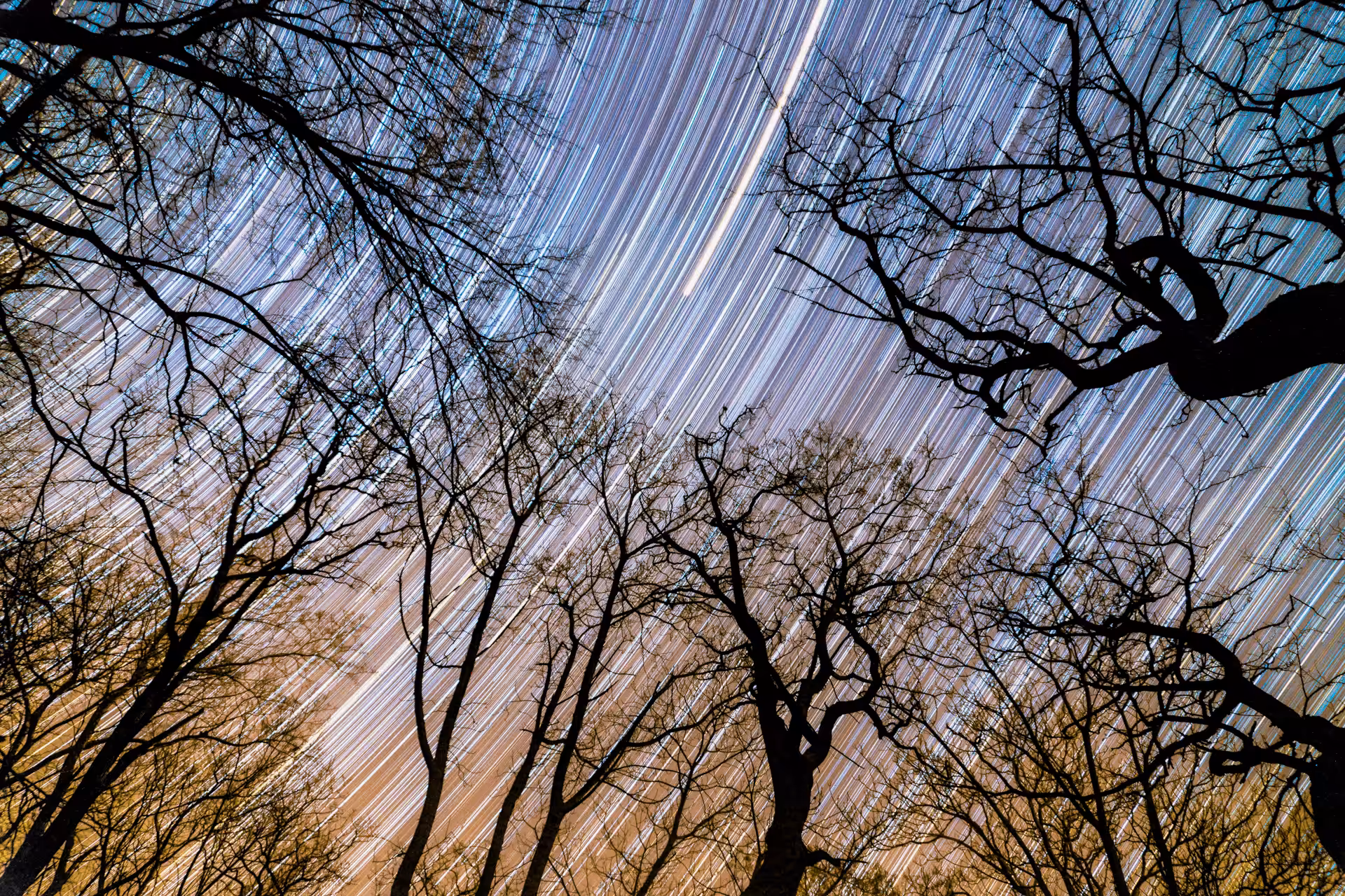 Time Trails #2. Forest