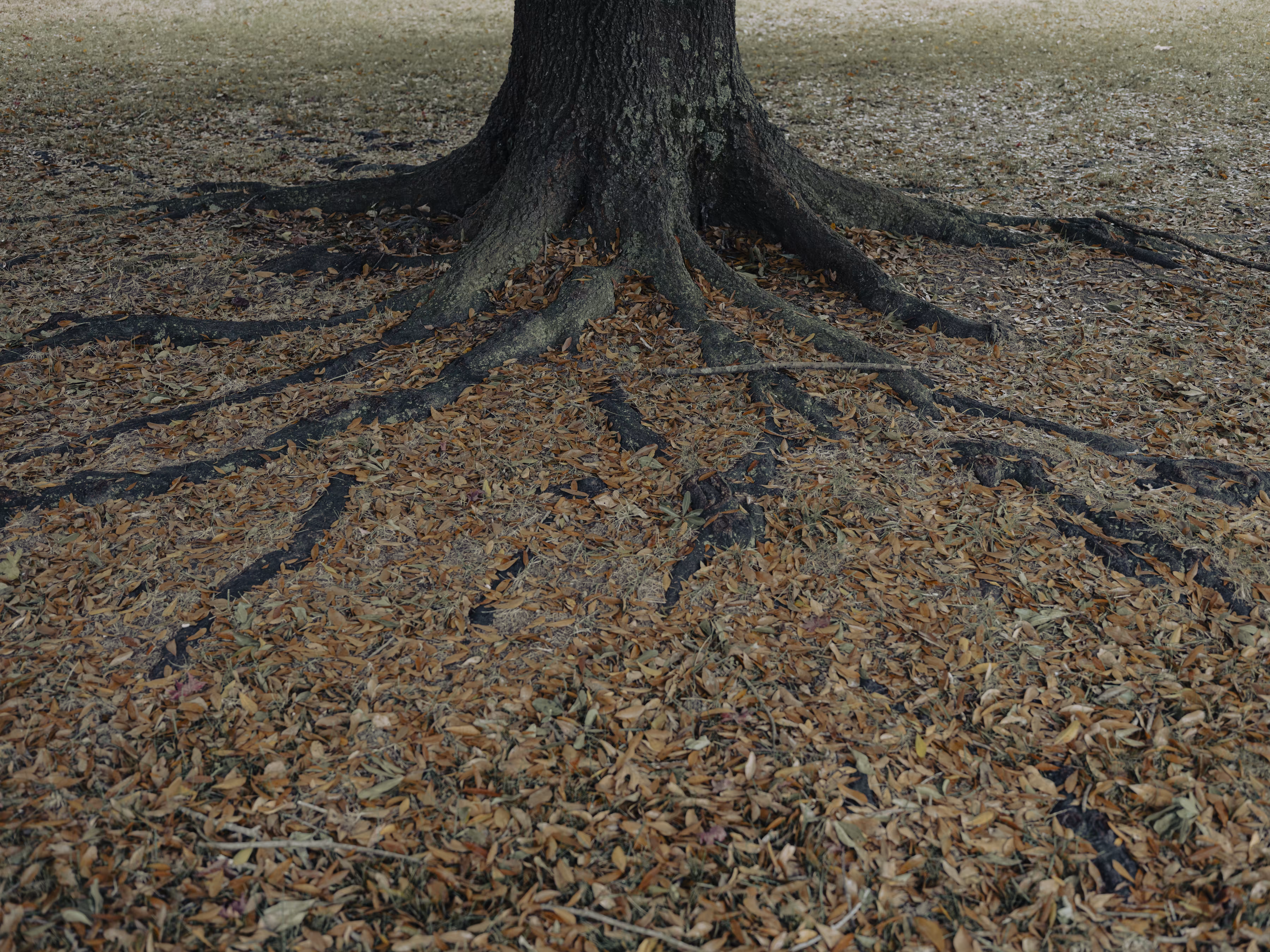 the. roots