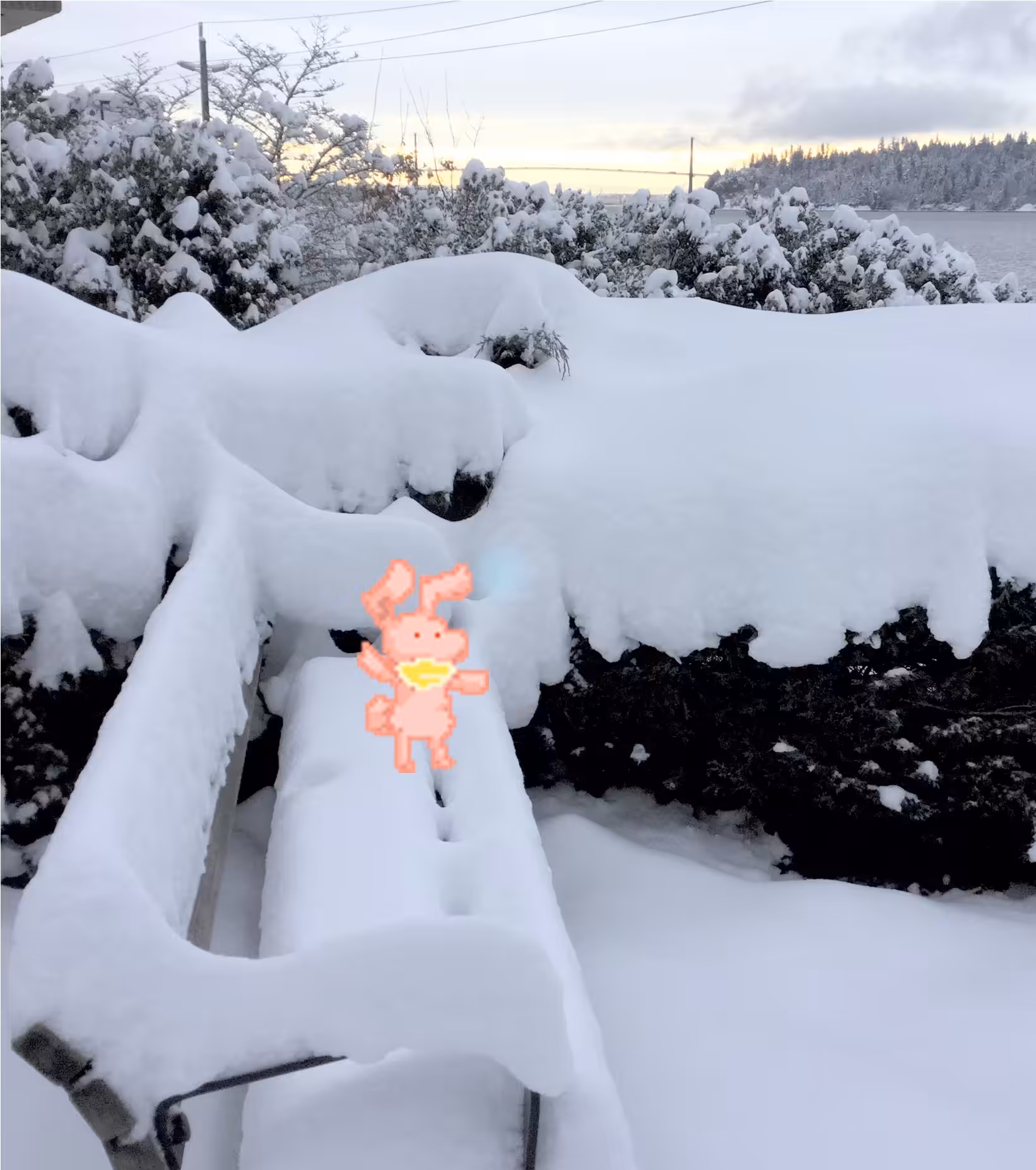 Rabbit in snow