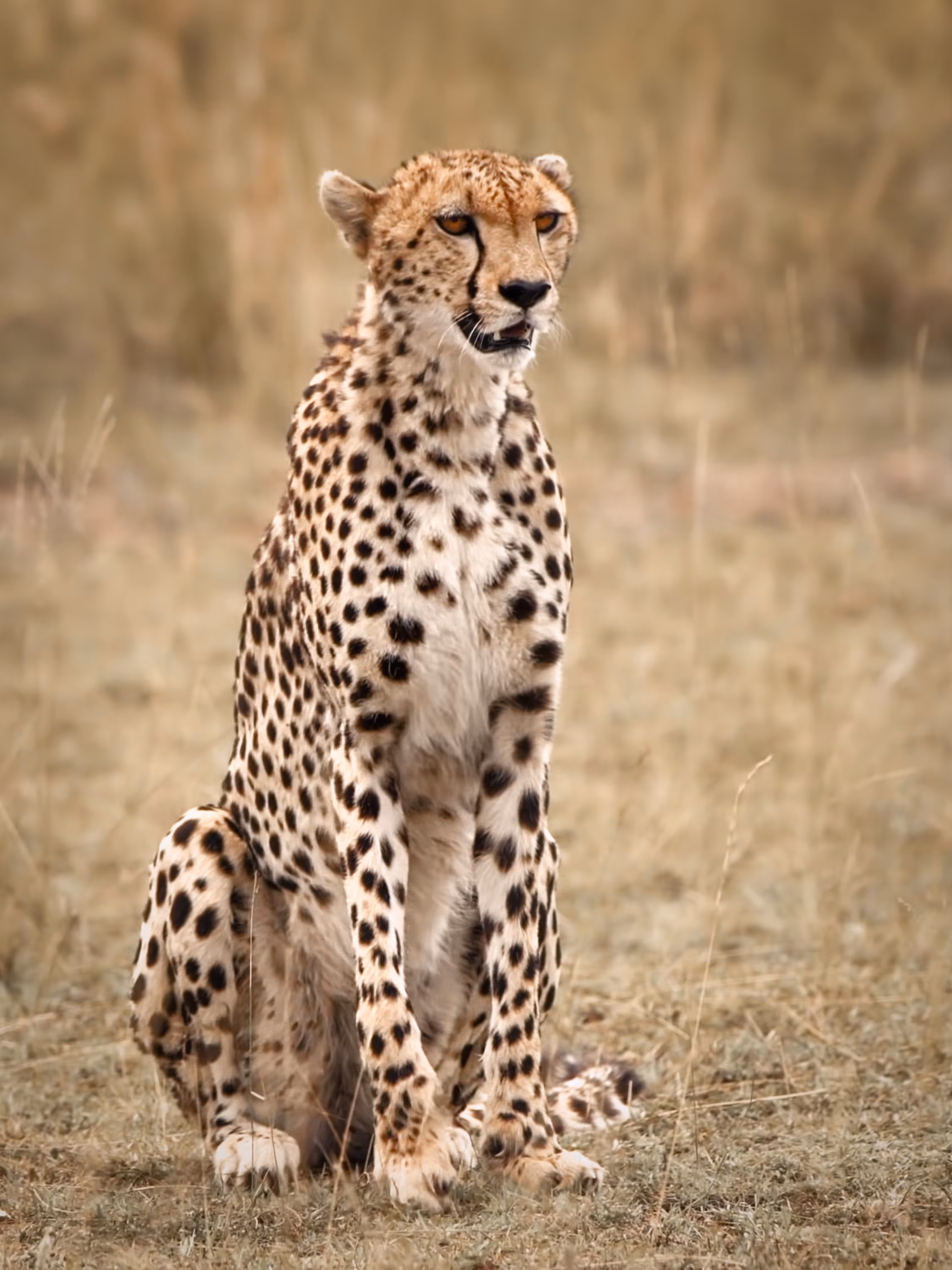 On the prowl