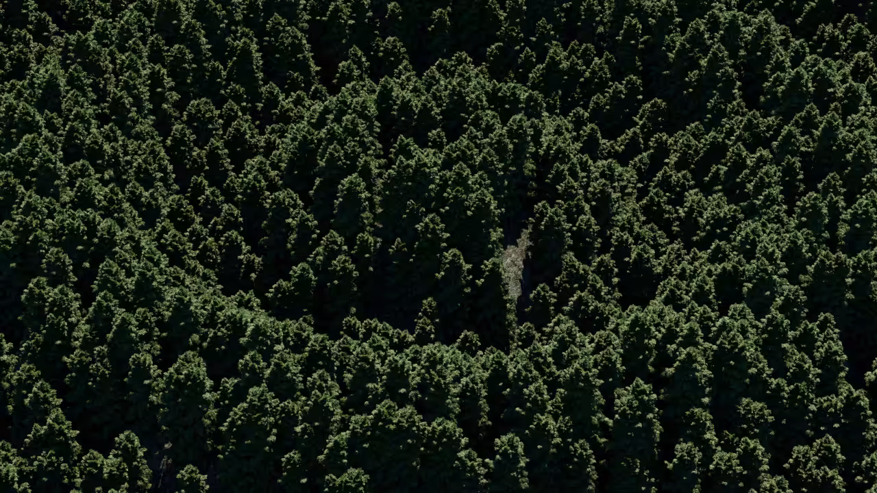 Forest Waves