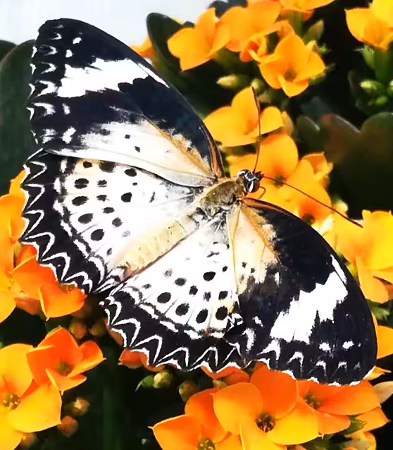 Leopard Lacewings 