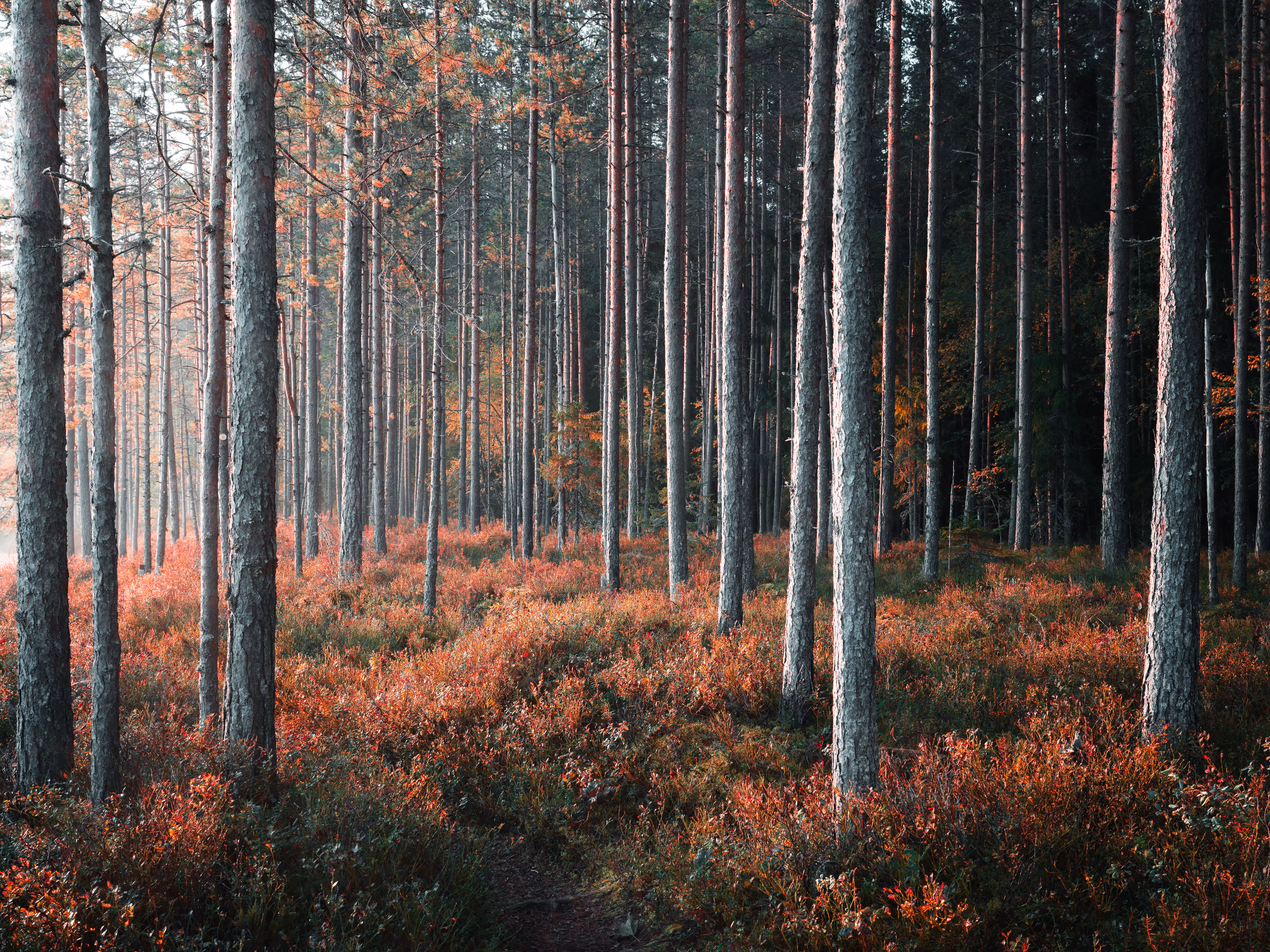 Rhythm of the Pines
