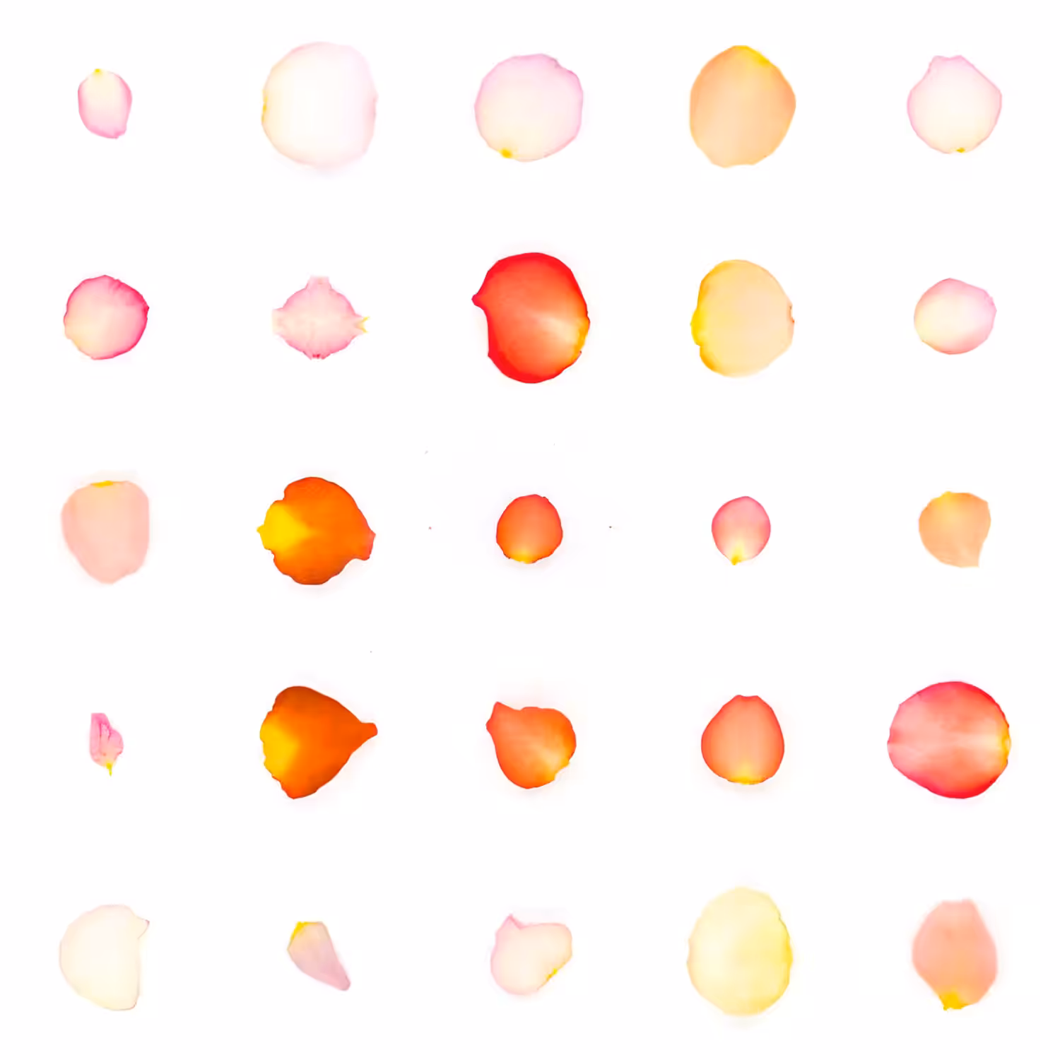 Infinite Petals 5x5#21318