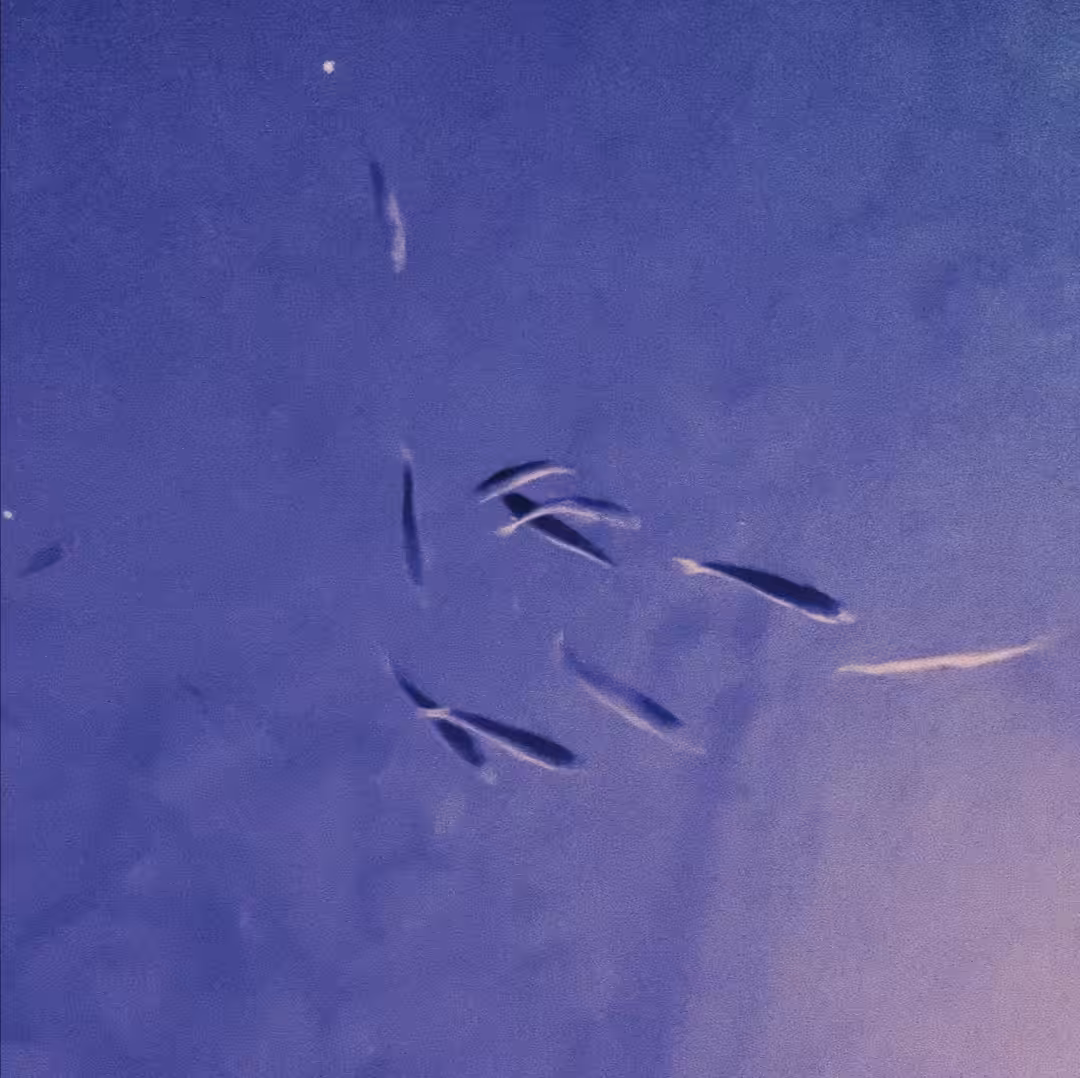 snaps from terra - and thanks for all the fish