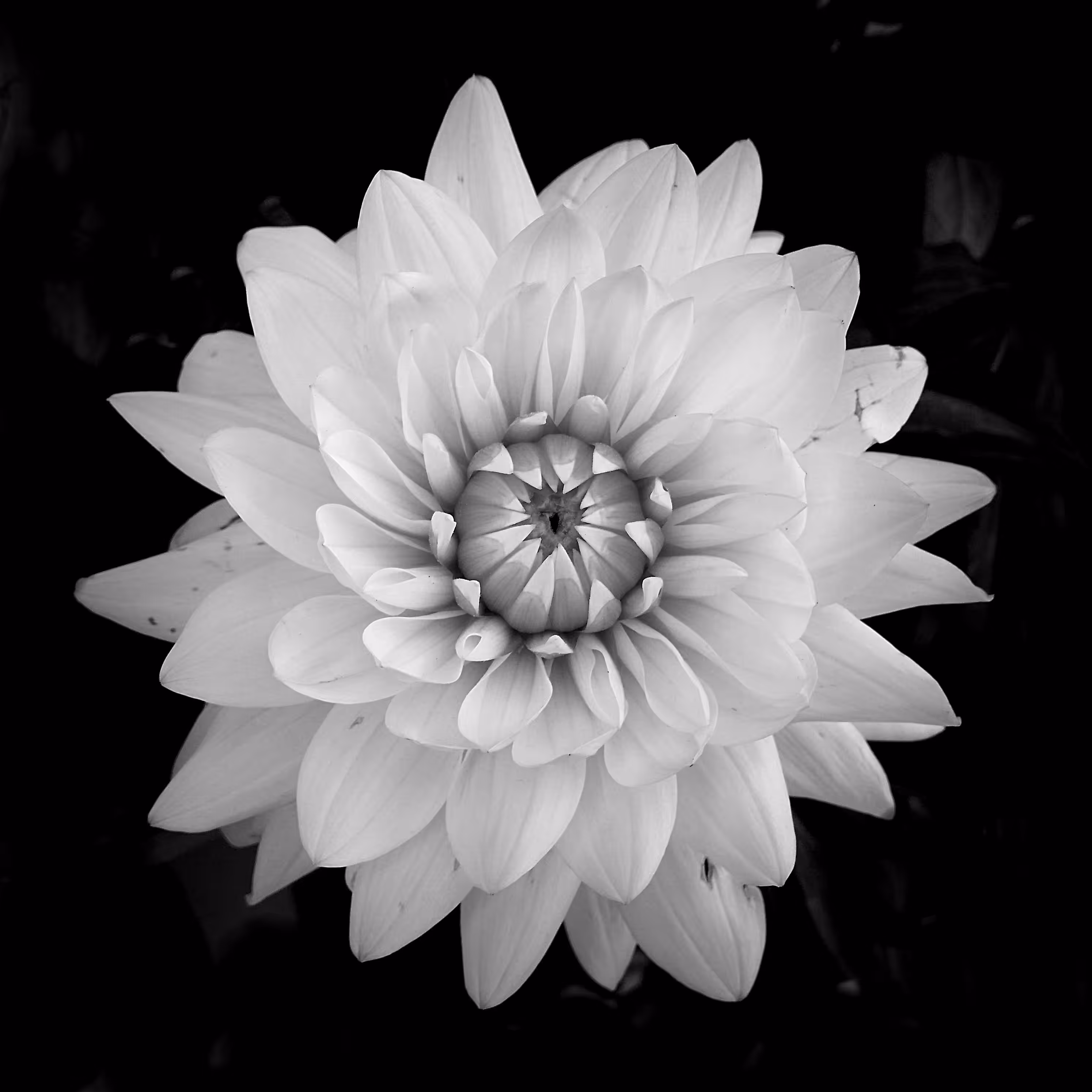Flower 07