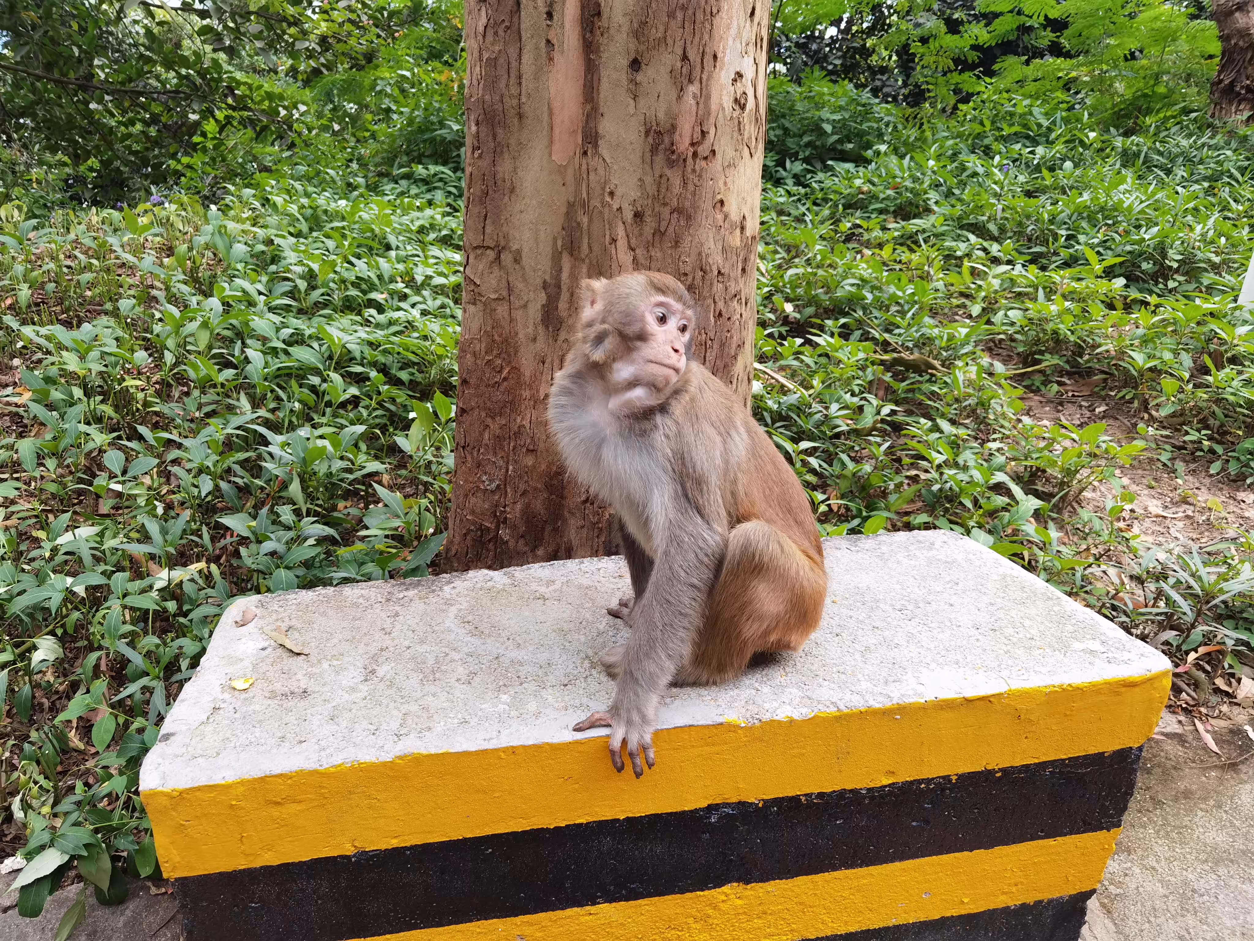 The monkey looked back