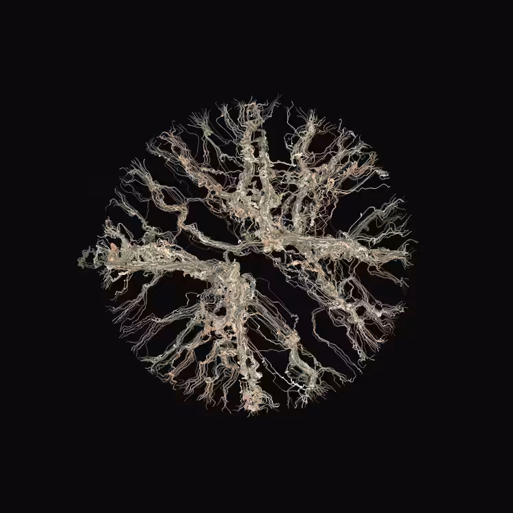 Ginseng #113