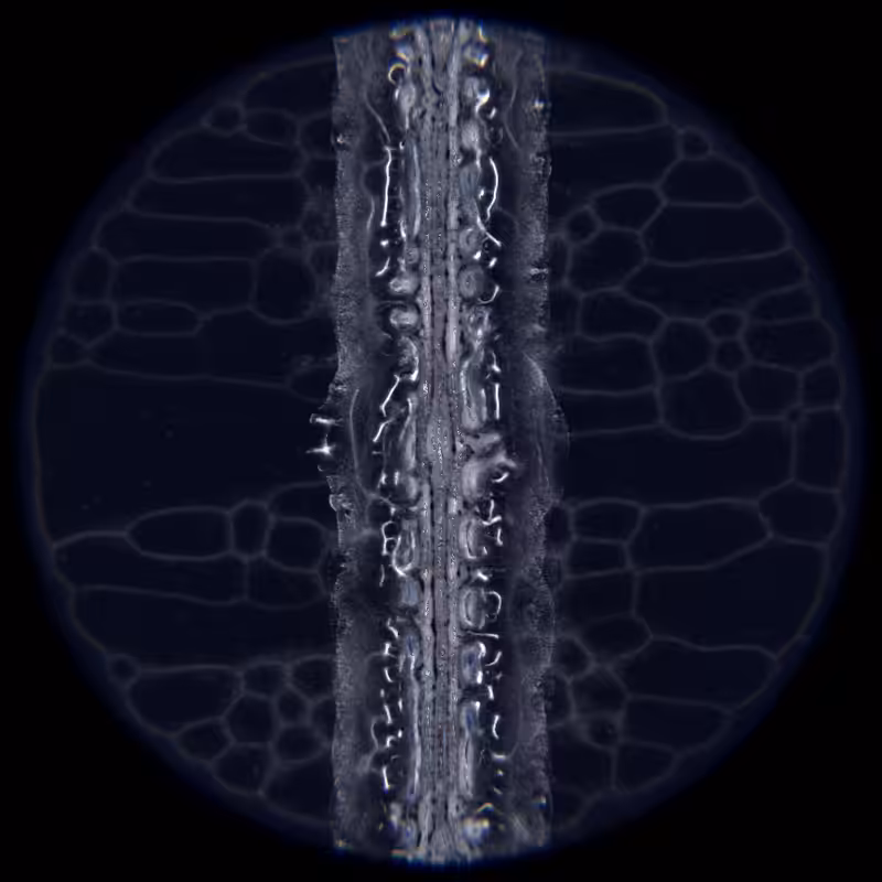 Ethereal Microcosm #11