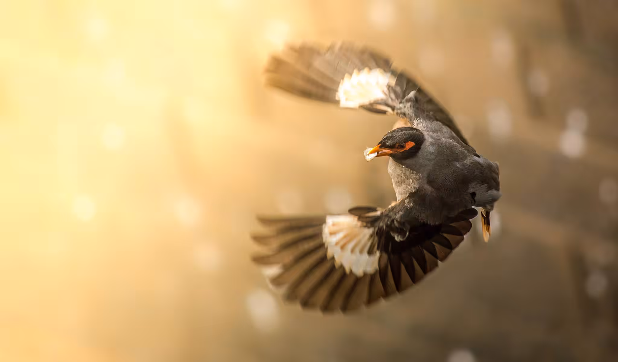The Bank Myna