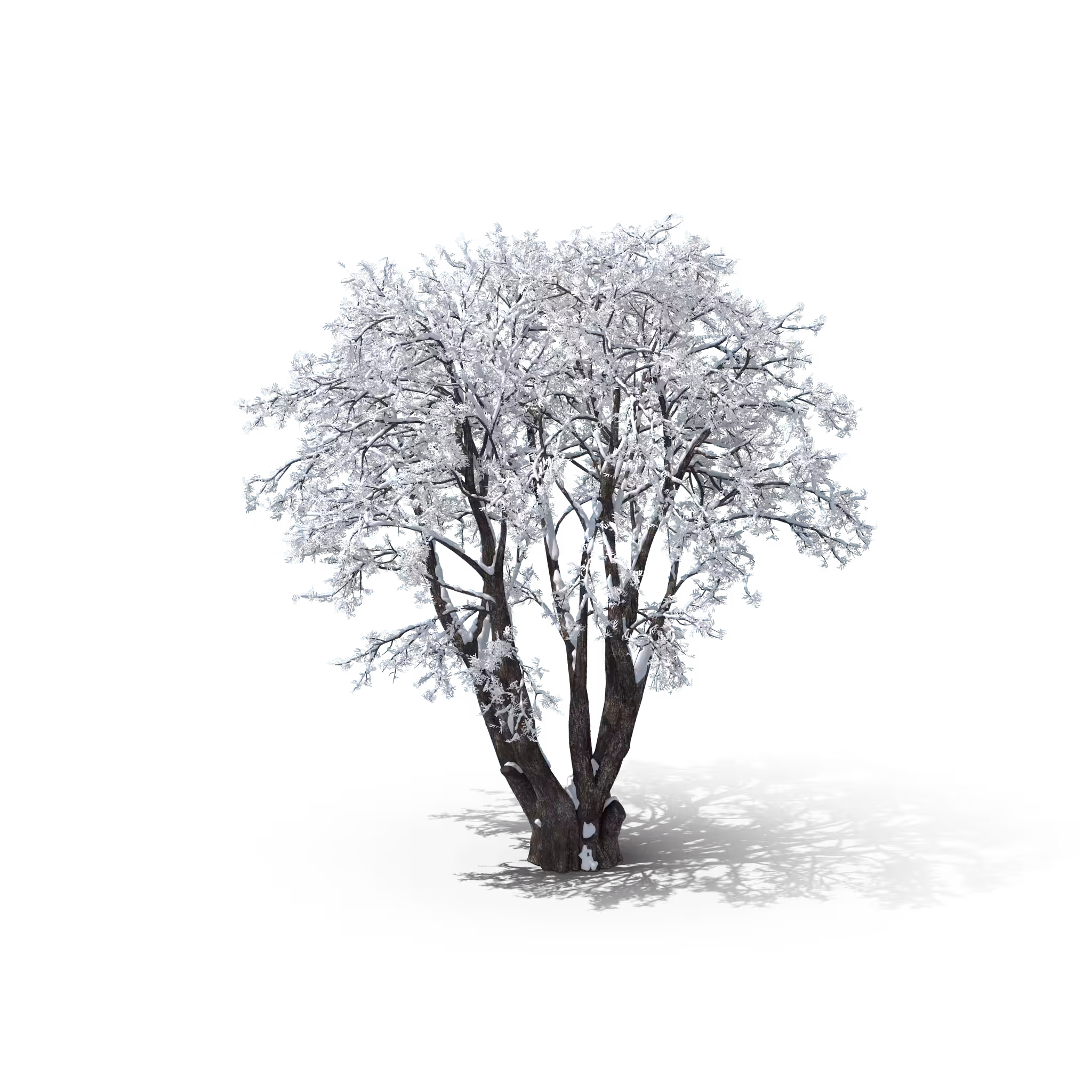 Your Tree #52