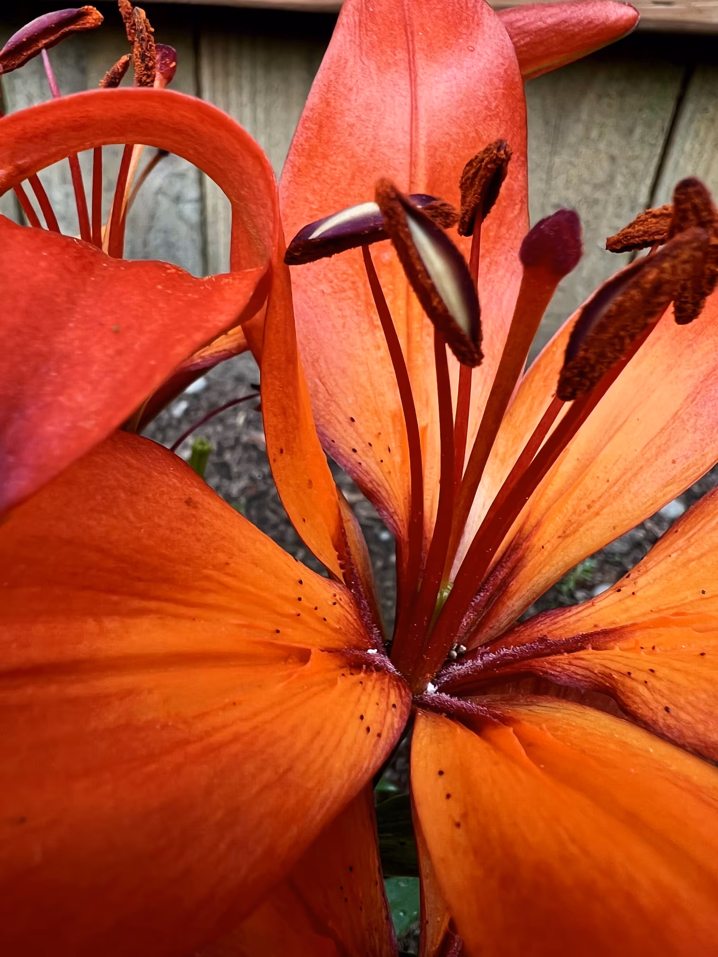 My Lily