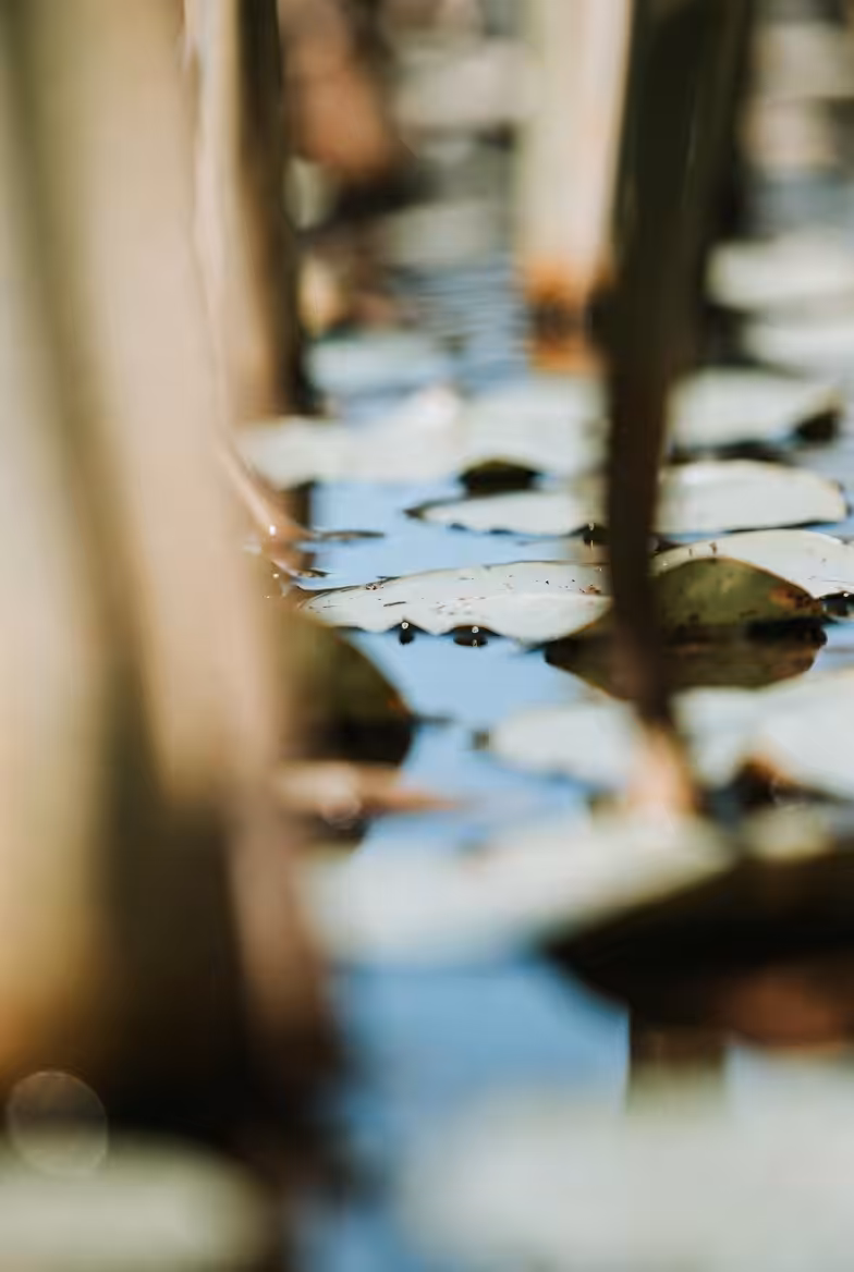 Calm pond