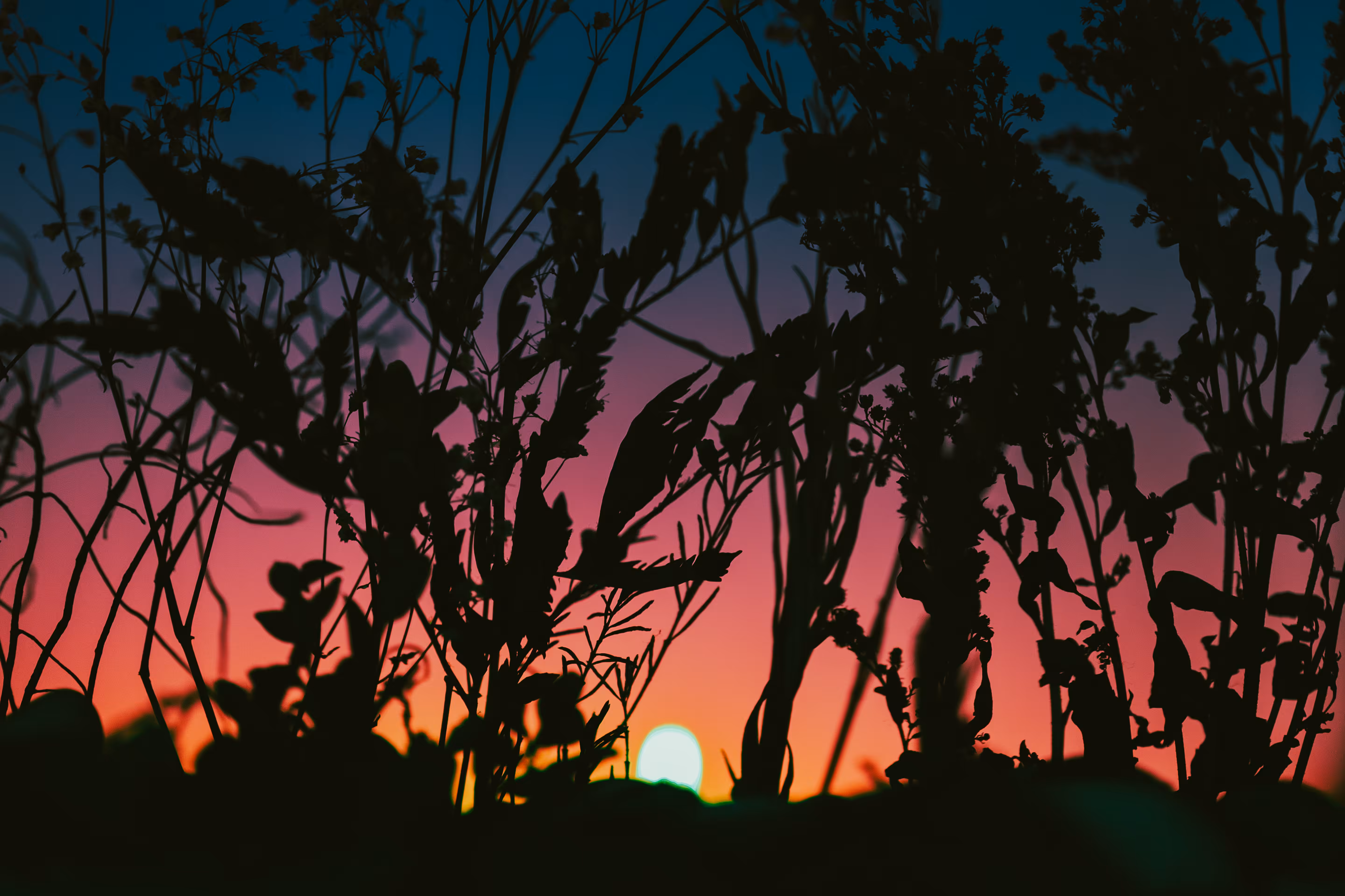 The Sunset That Never Was