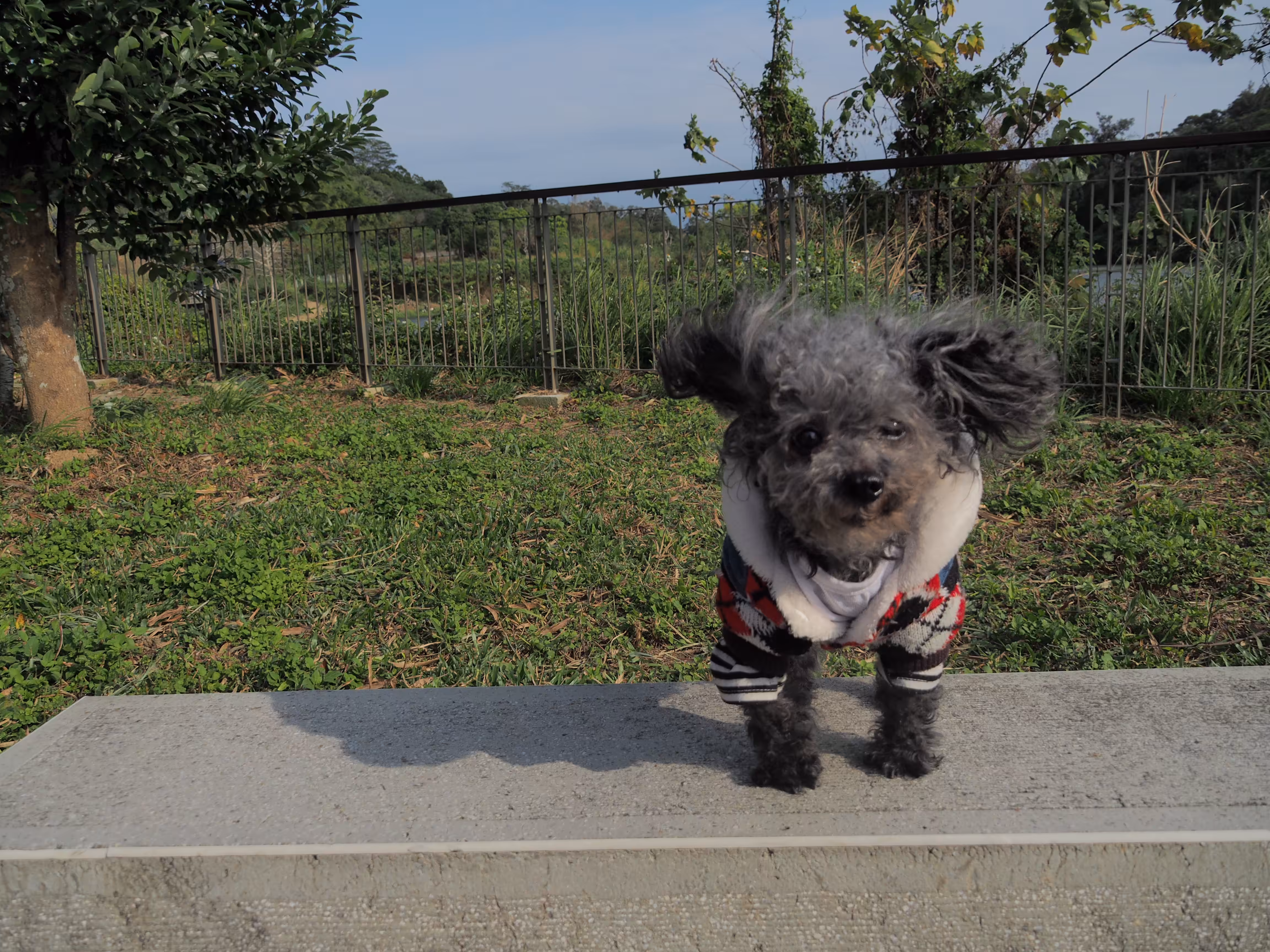 Chi Chi